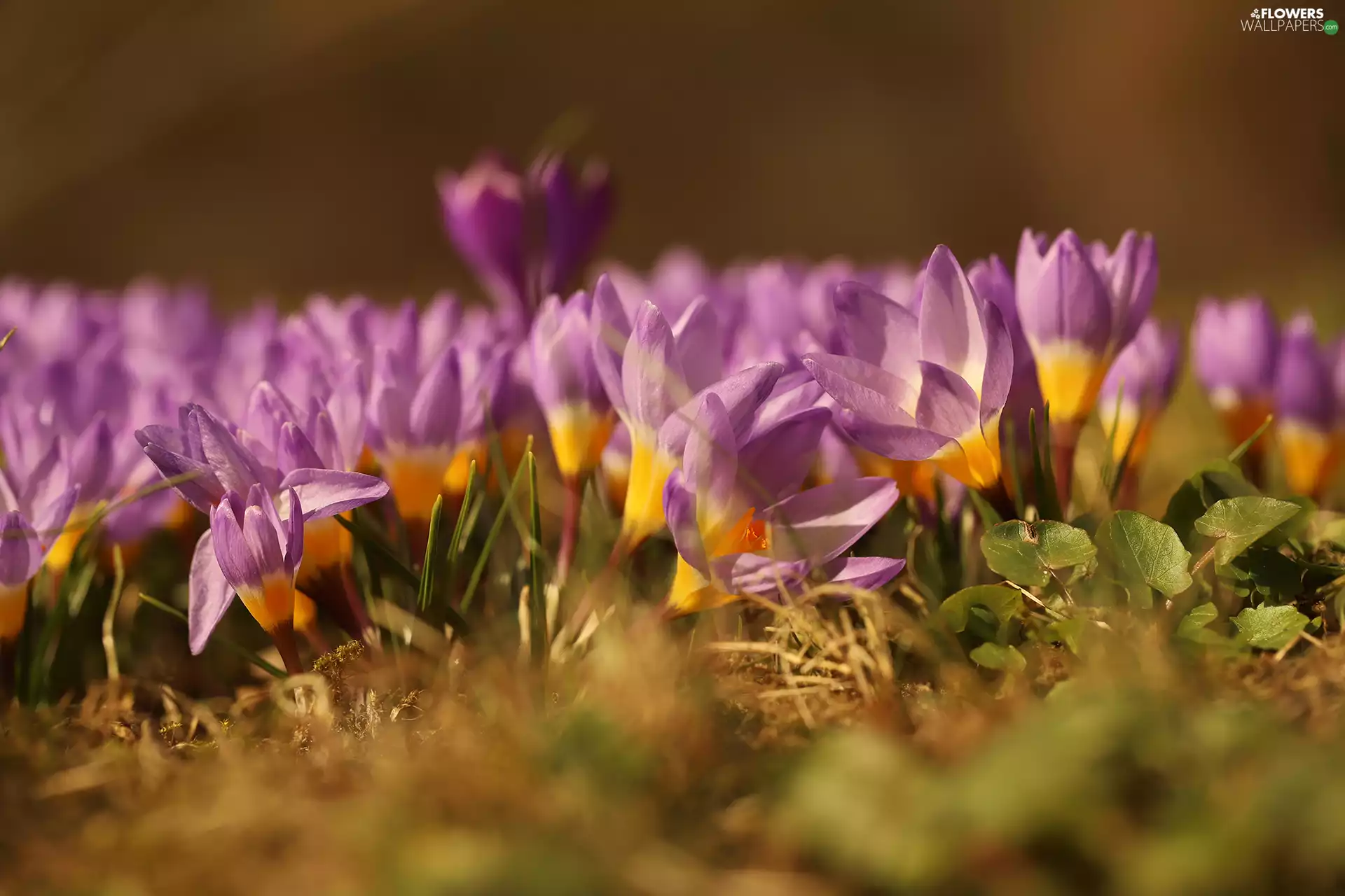 lilac, Flowers, clump, crocuses