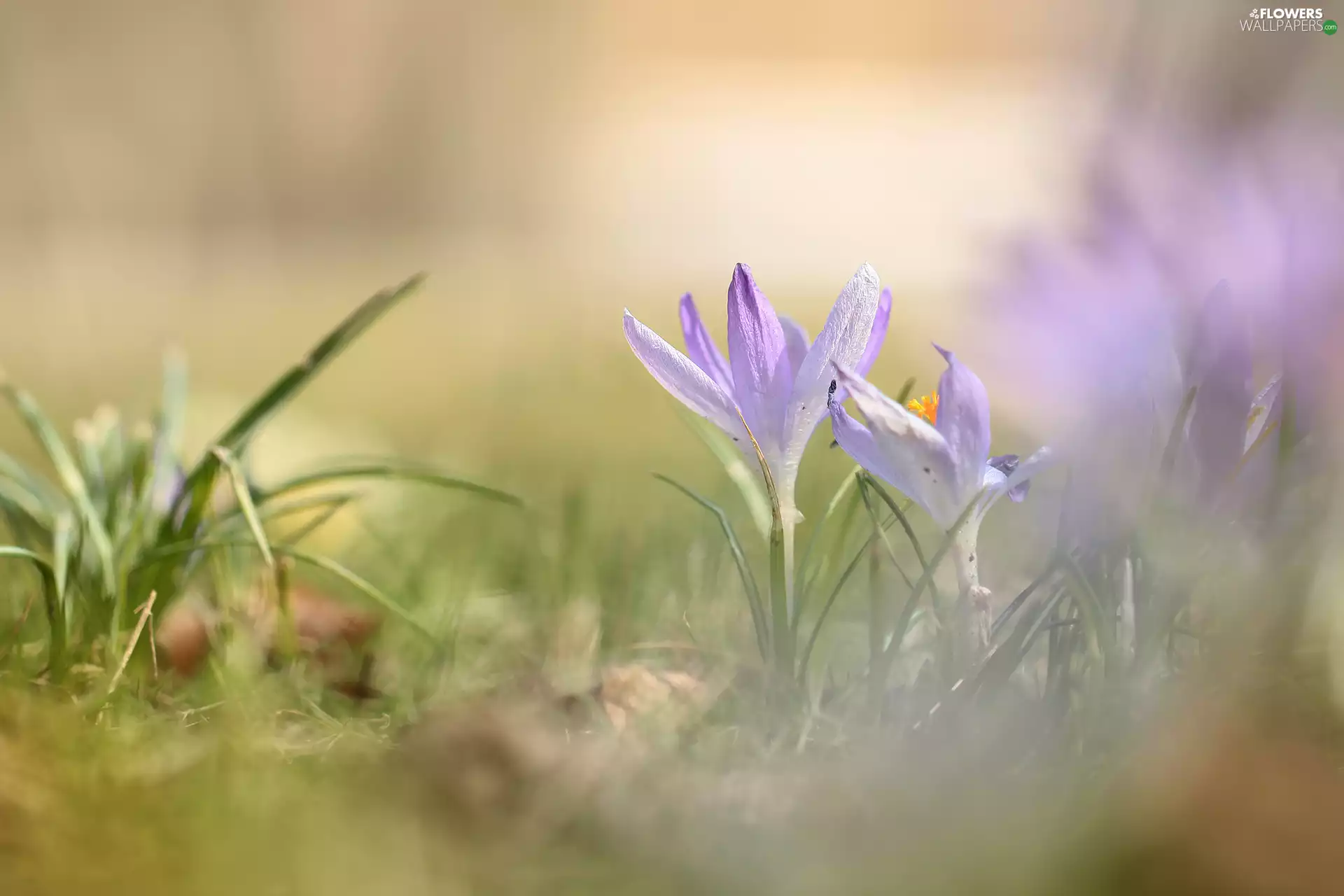 lilac, Flowers, rapprochement, crocuses
