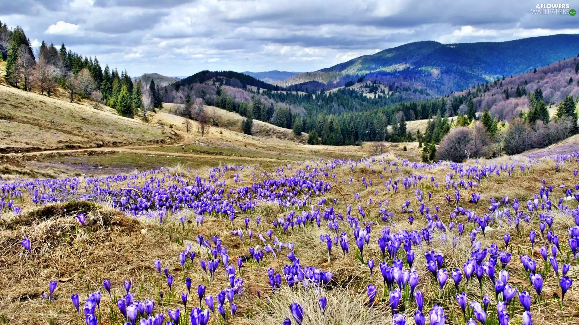 Meadow, Mountains, woods, crocuses