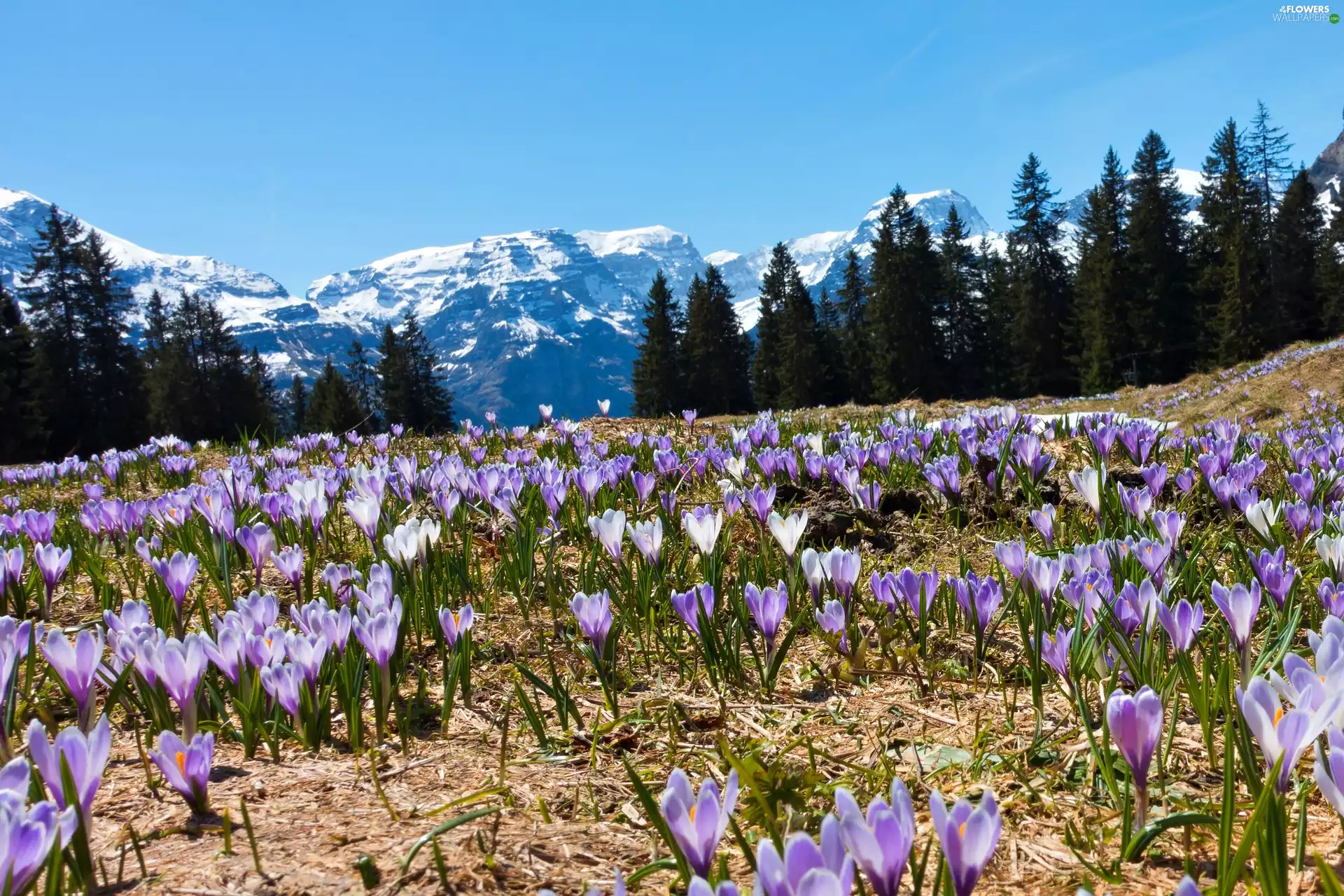 Meadow, crocuses, Mountains, Spruces, Spring