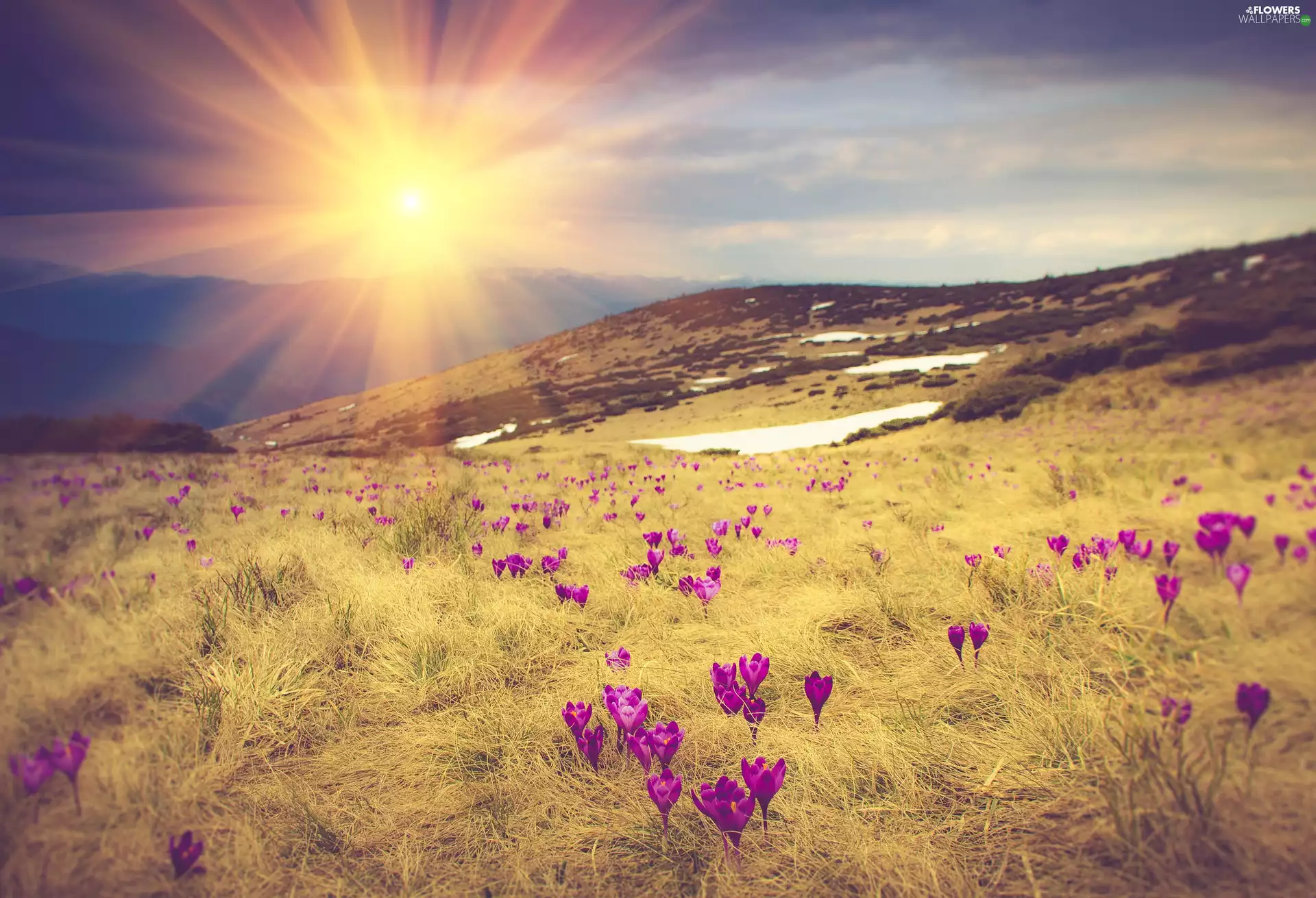 crocuses, Sunrise, Mountains
