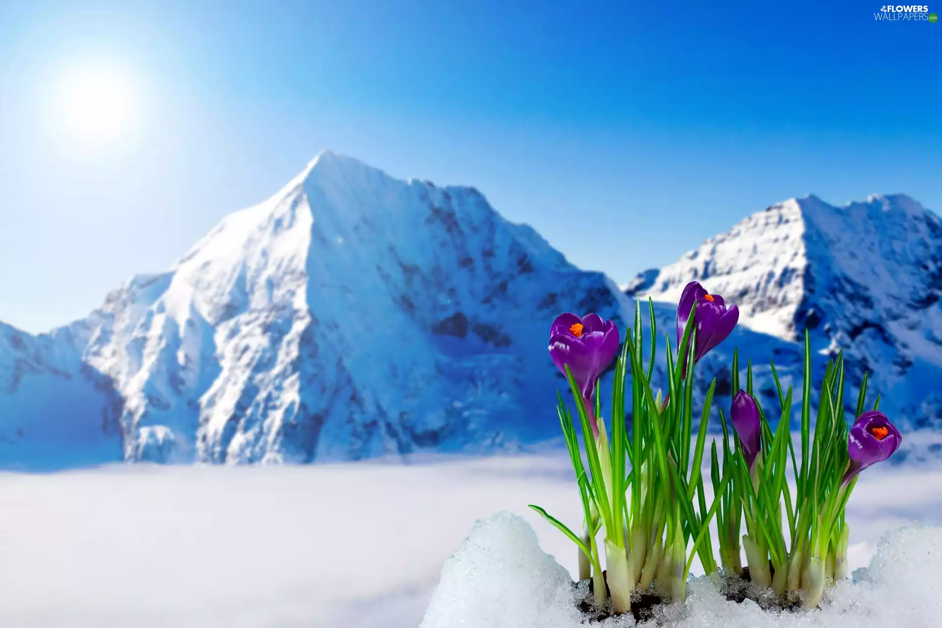 crocuses, winter, Mountains