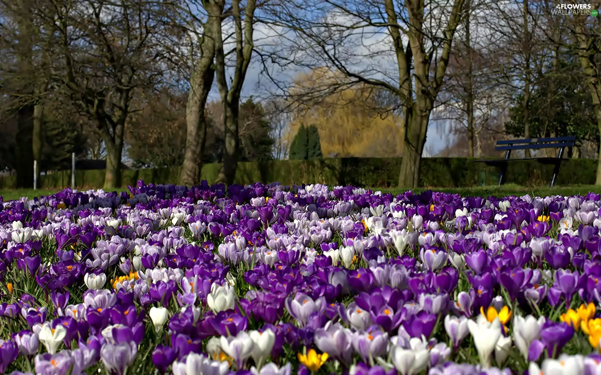 Park, trees, viewes, crocuses