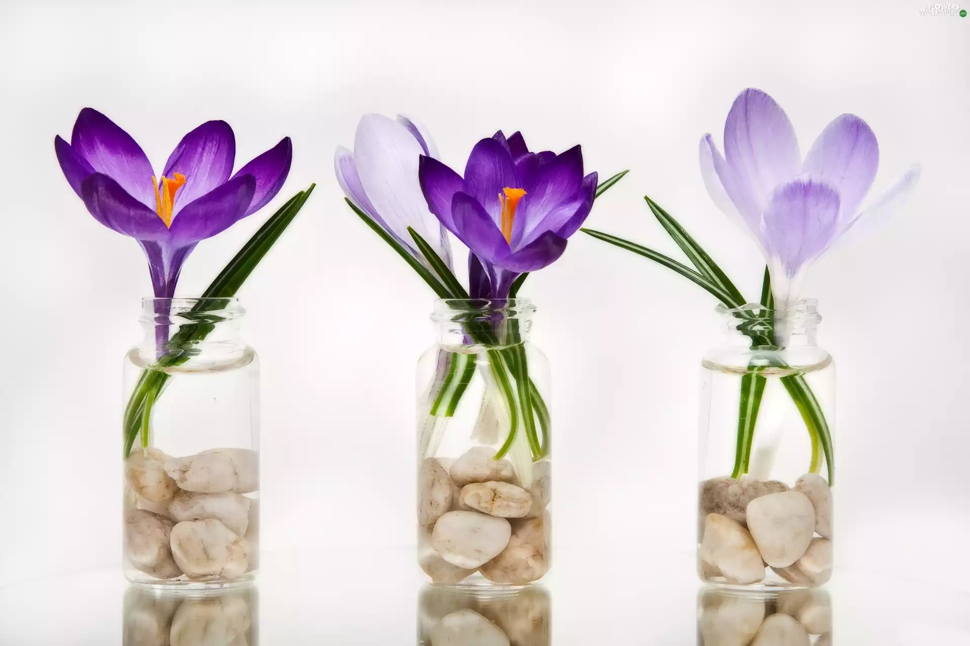 crocuses, Bottles, pebbles