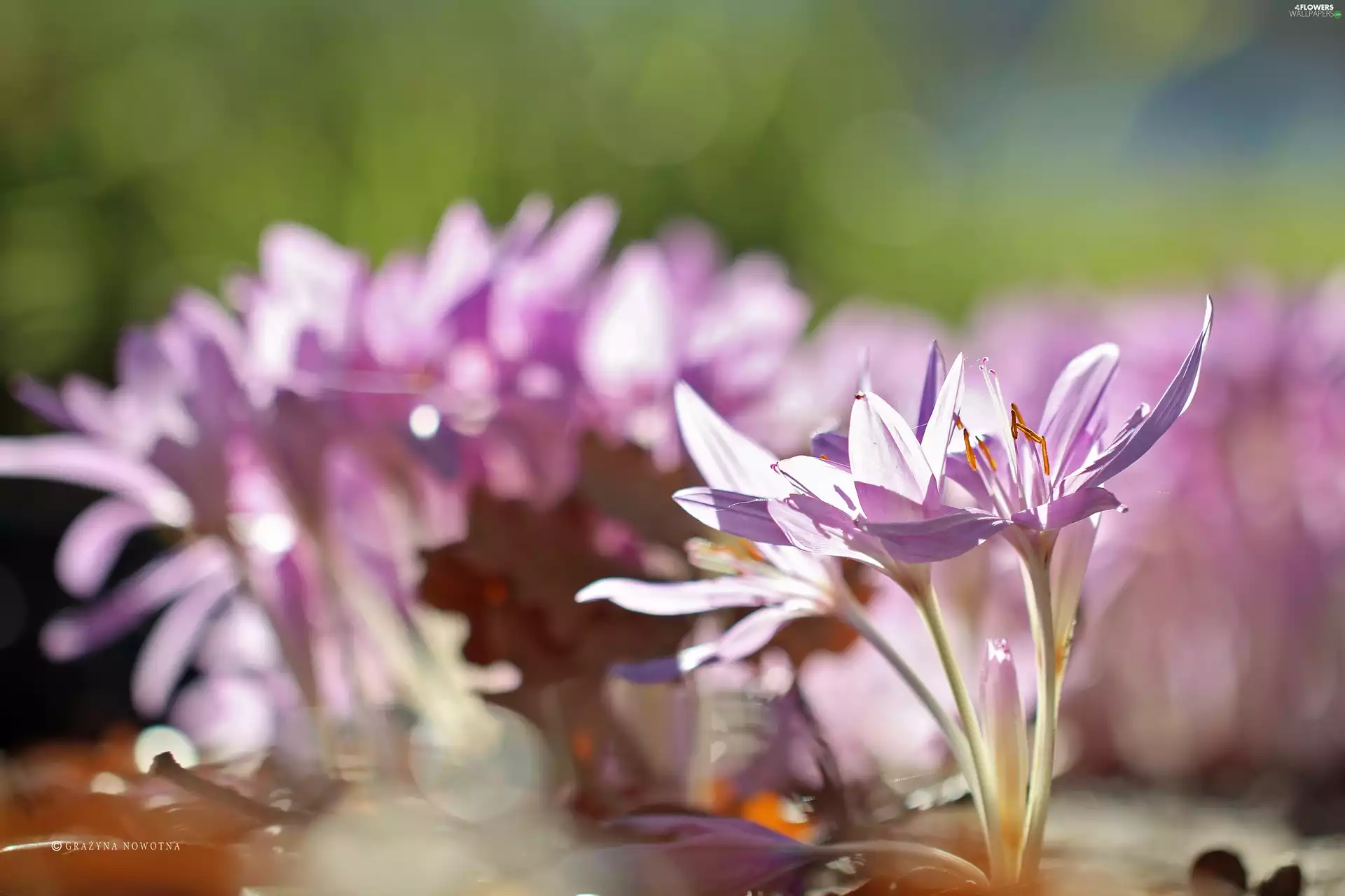 Autumn, crocuses, Pink, Flowers, colchicums