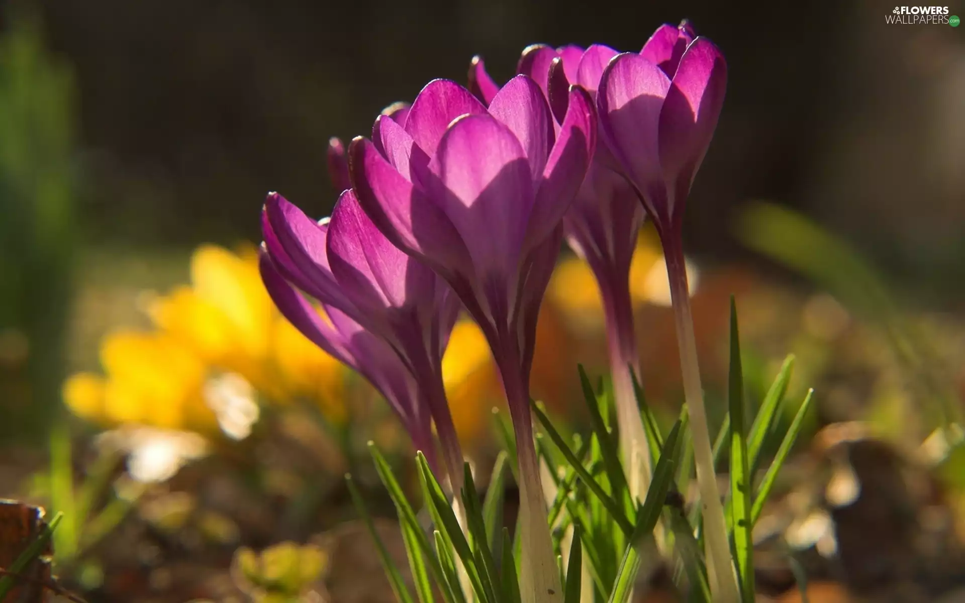 purple, crocuses