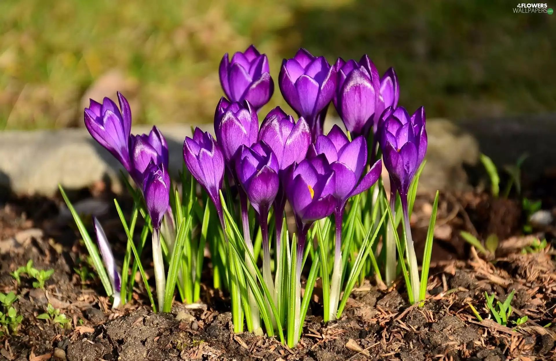 purple, crocuses