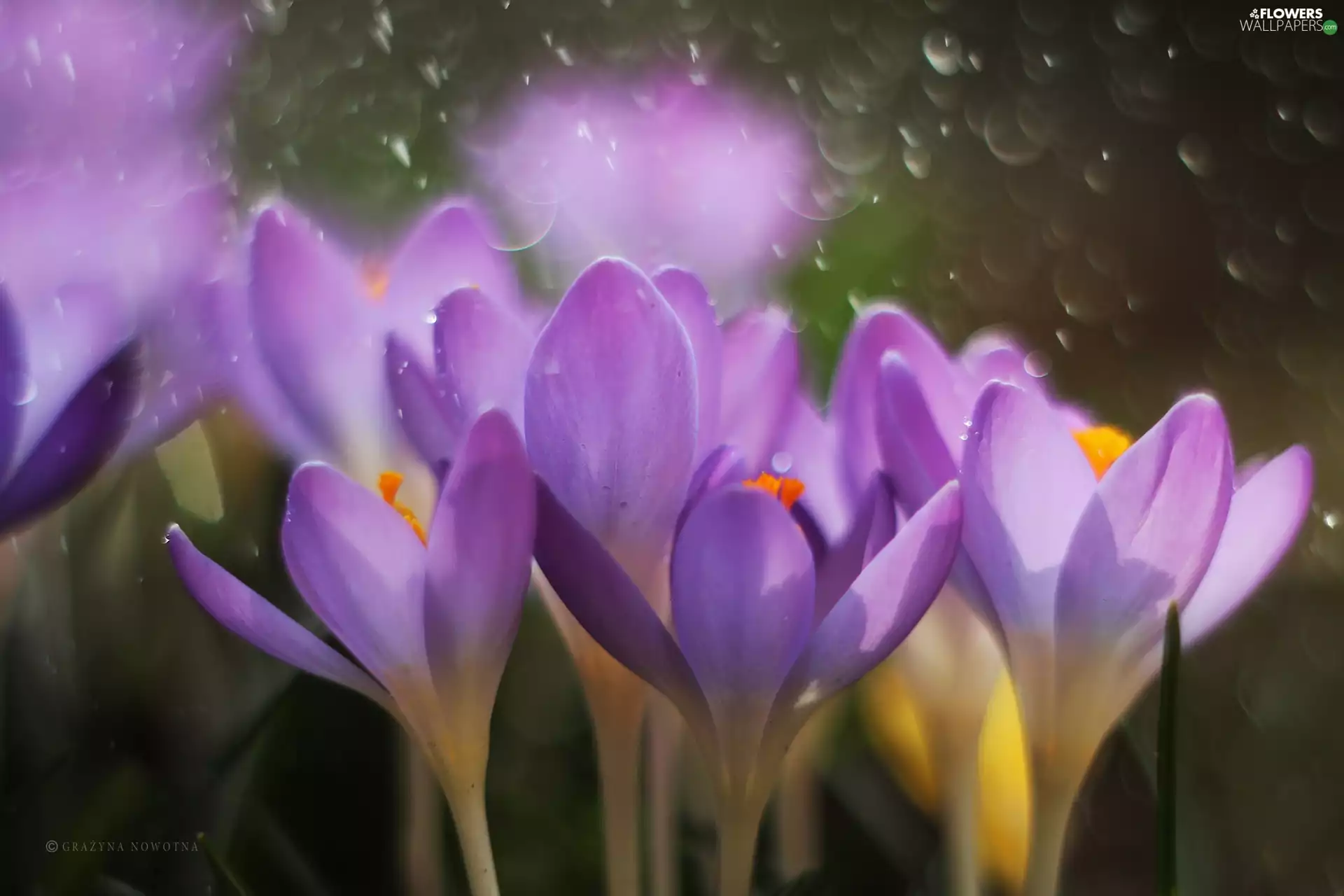 purple, crocuses