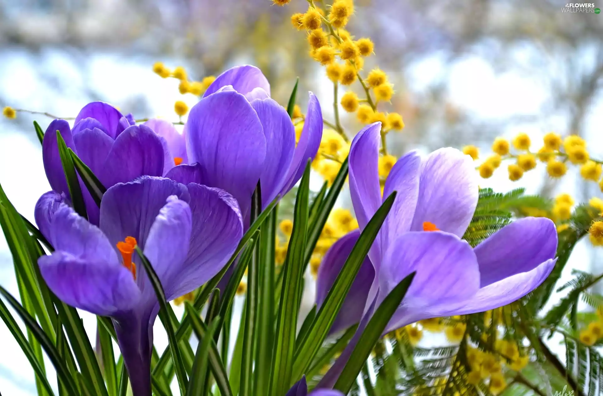 purple, crocuses