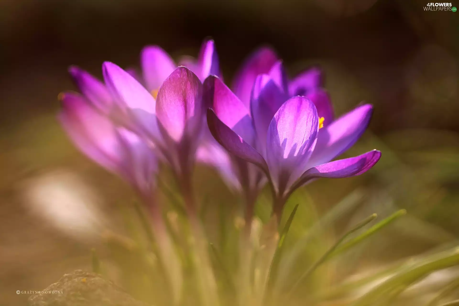 purple, crocuses