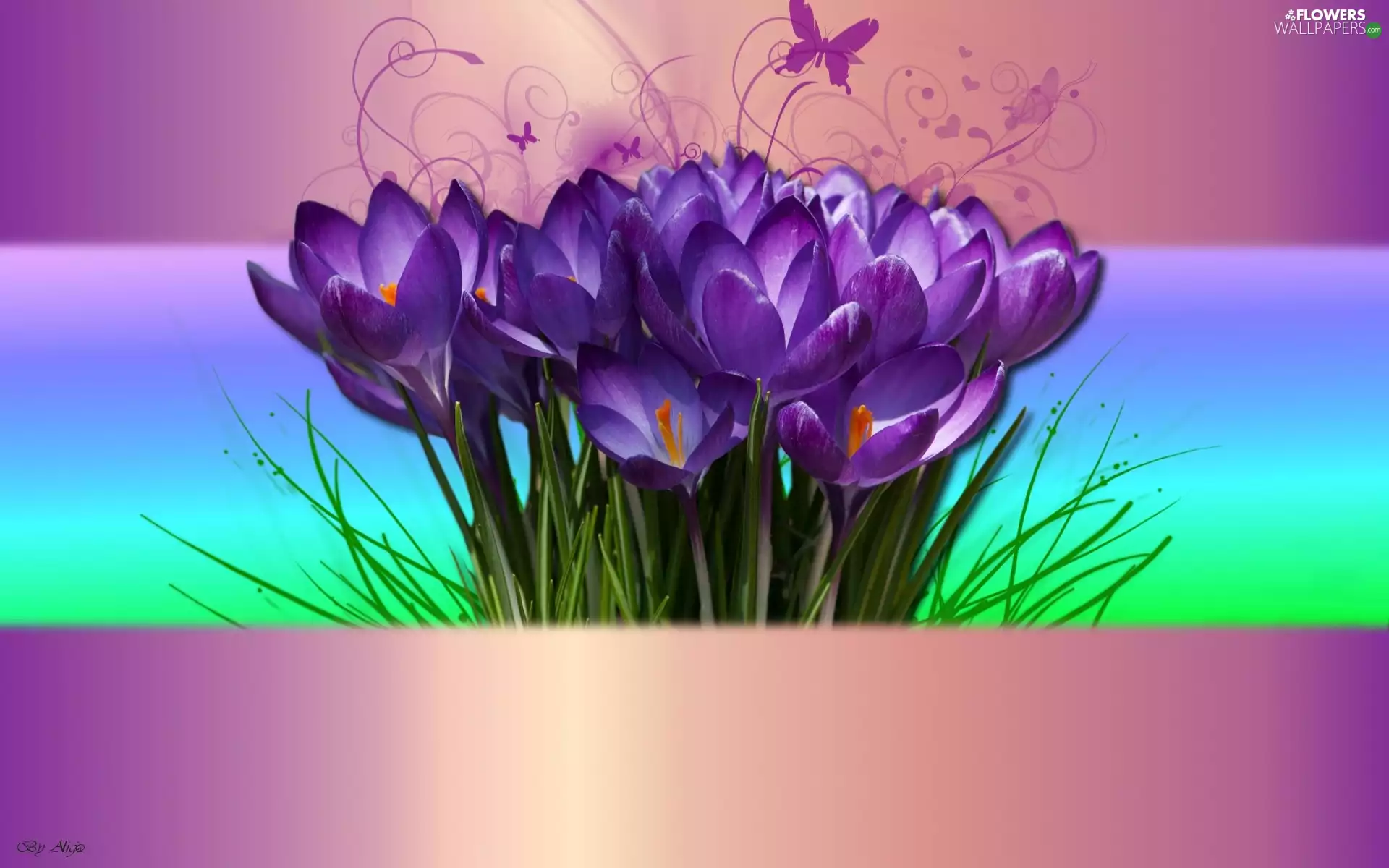 purple, crocuses