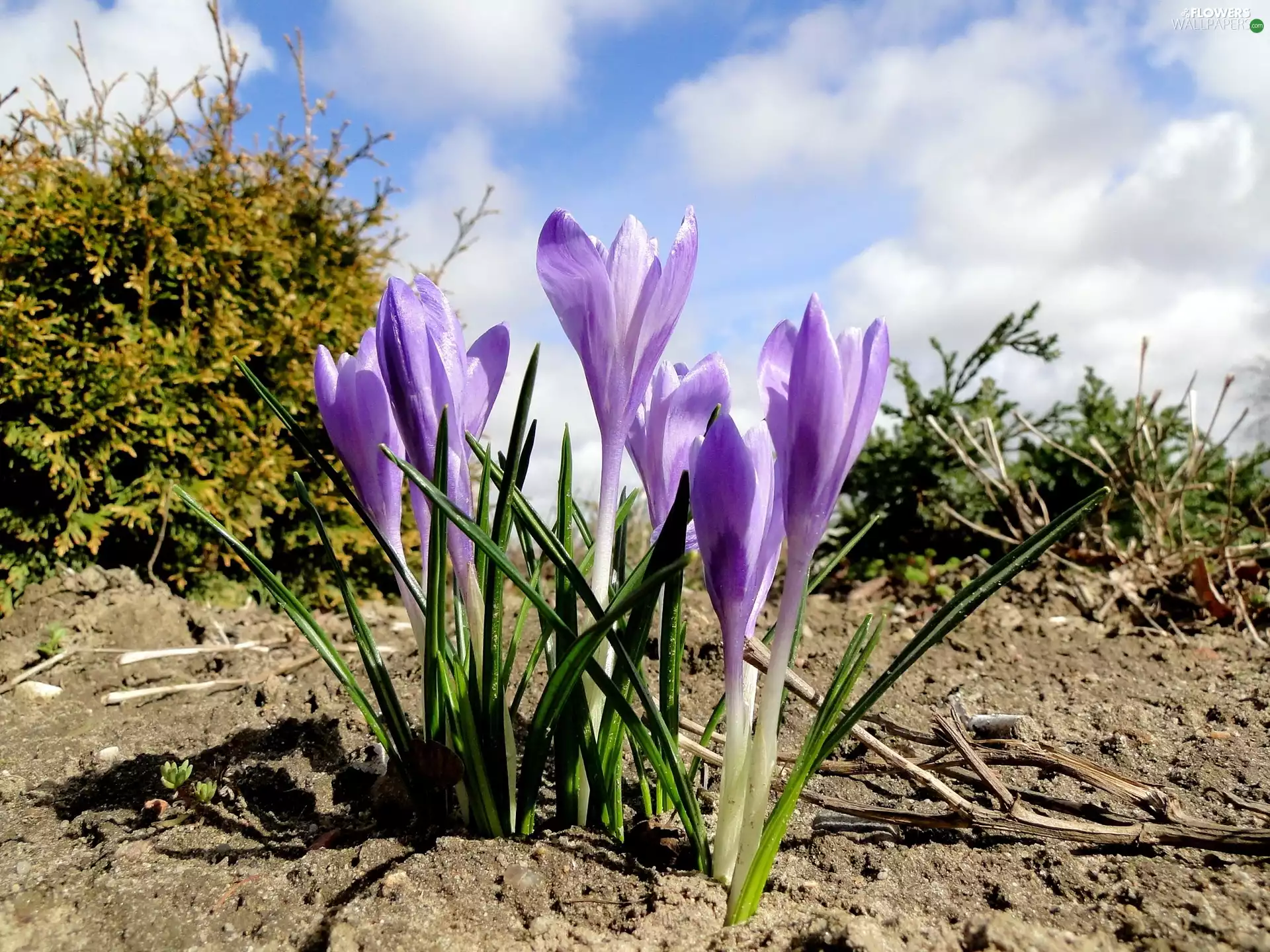 purple, crocuses