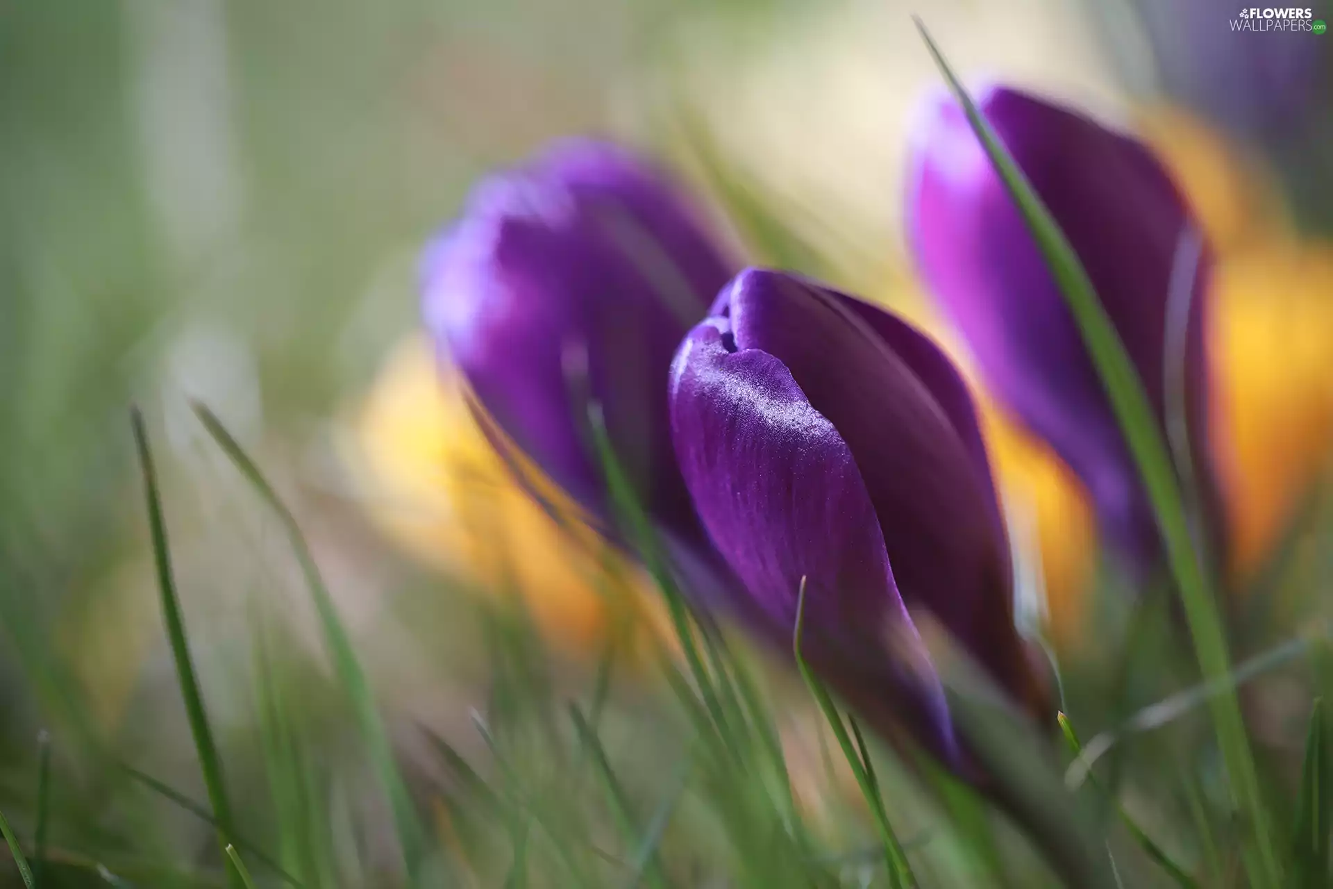 purple, Flowers, Buds, crocuses
