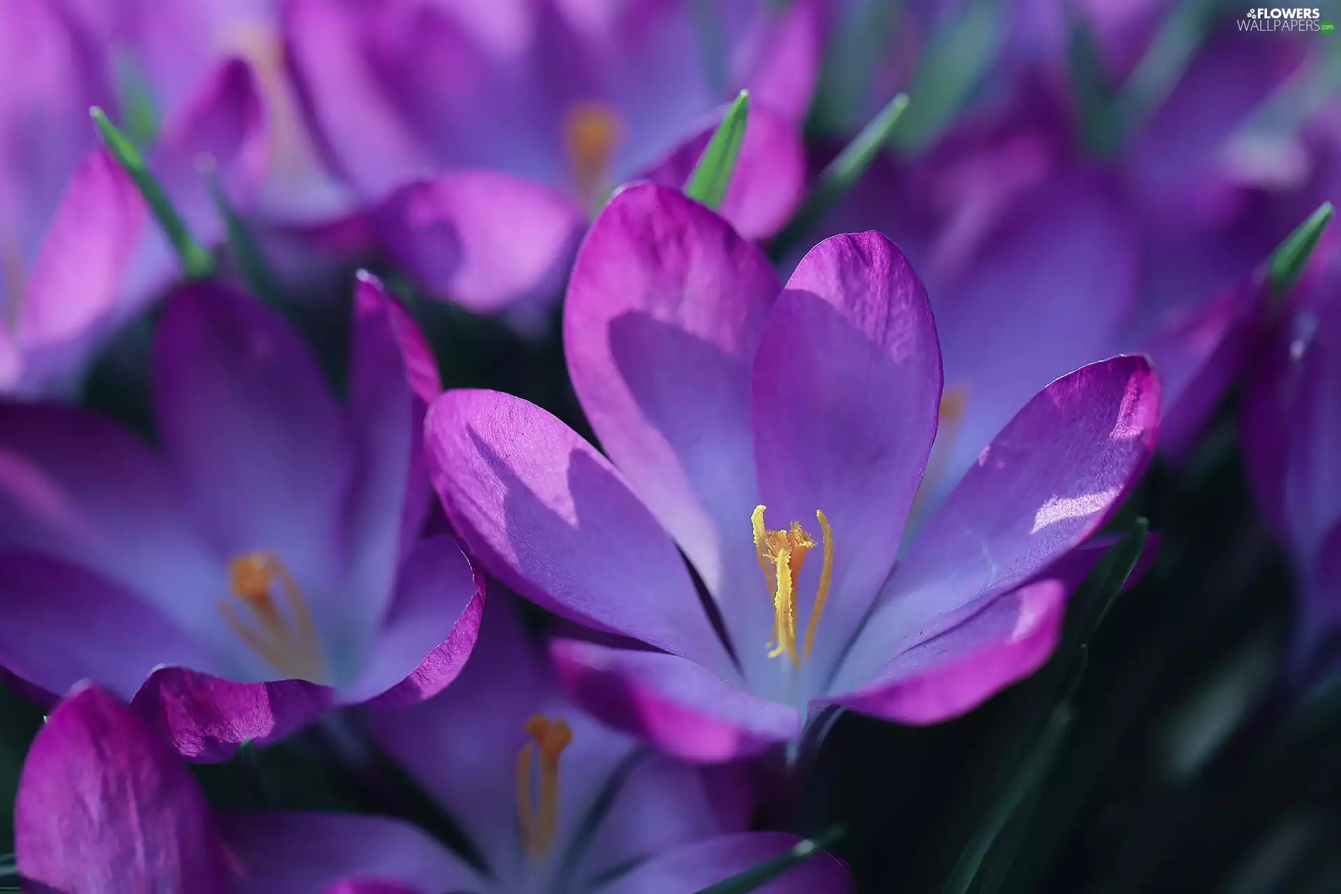 crocuses, Close, purple