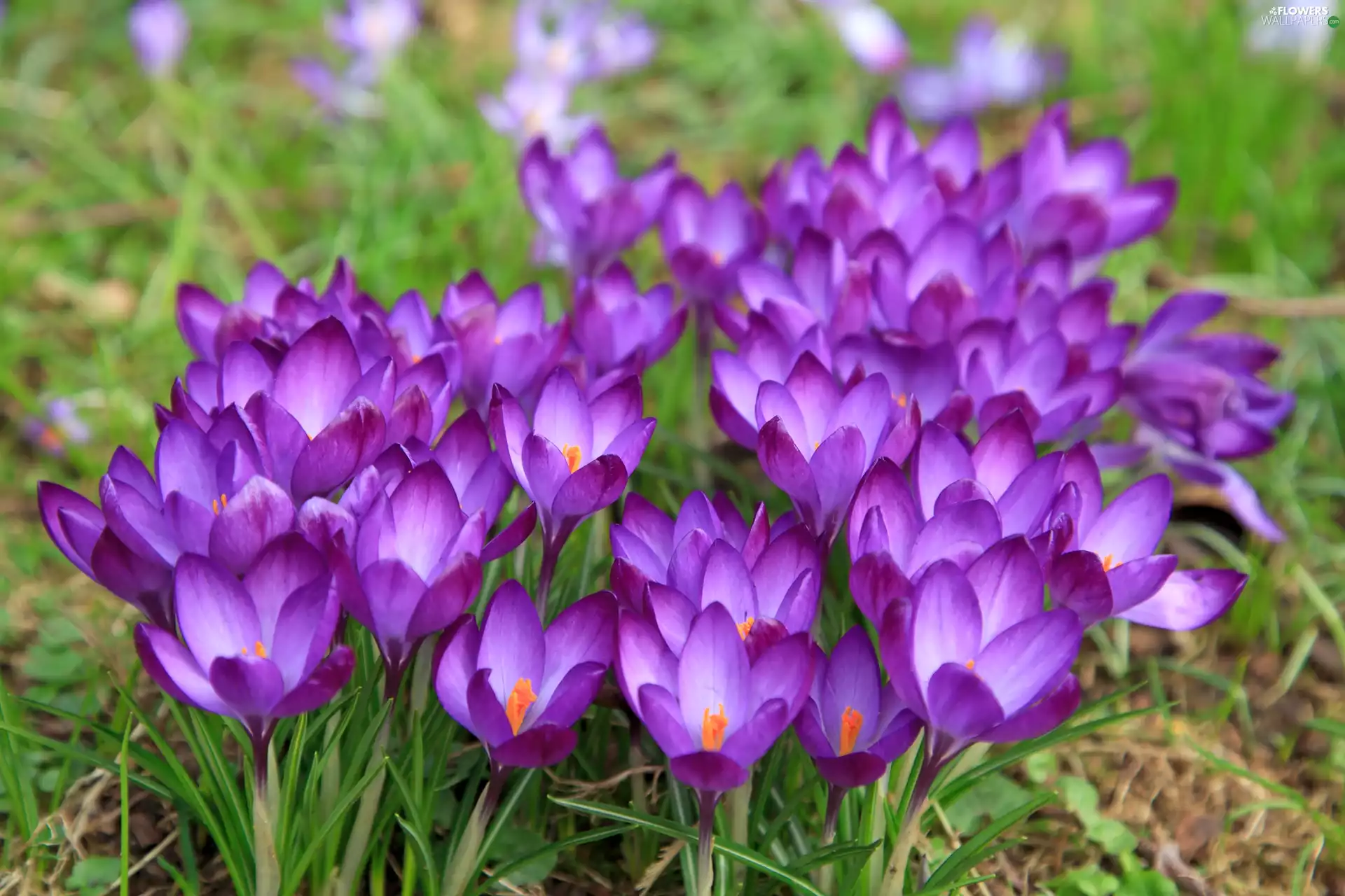 crocuses, clump, purple