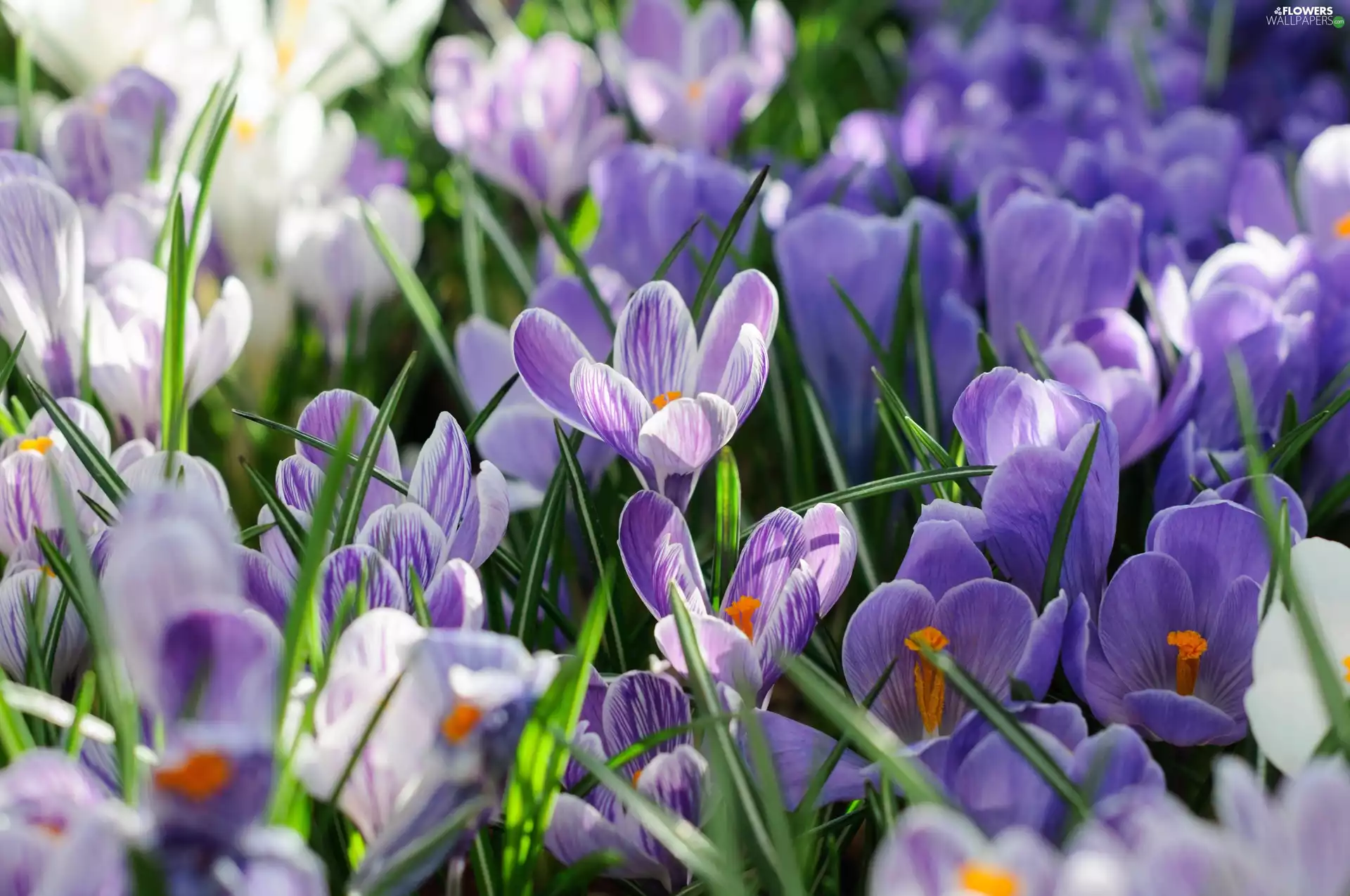 crocuses, cluster, purple