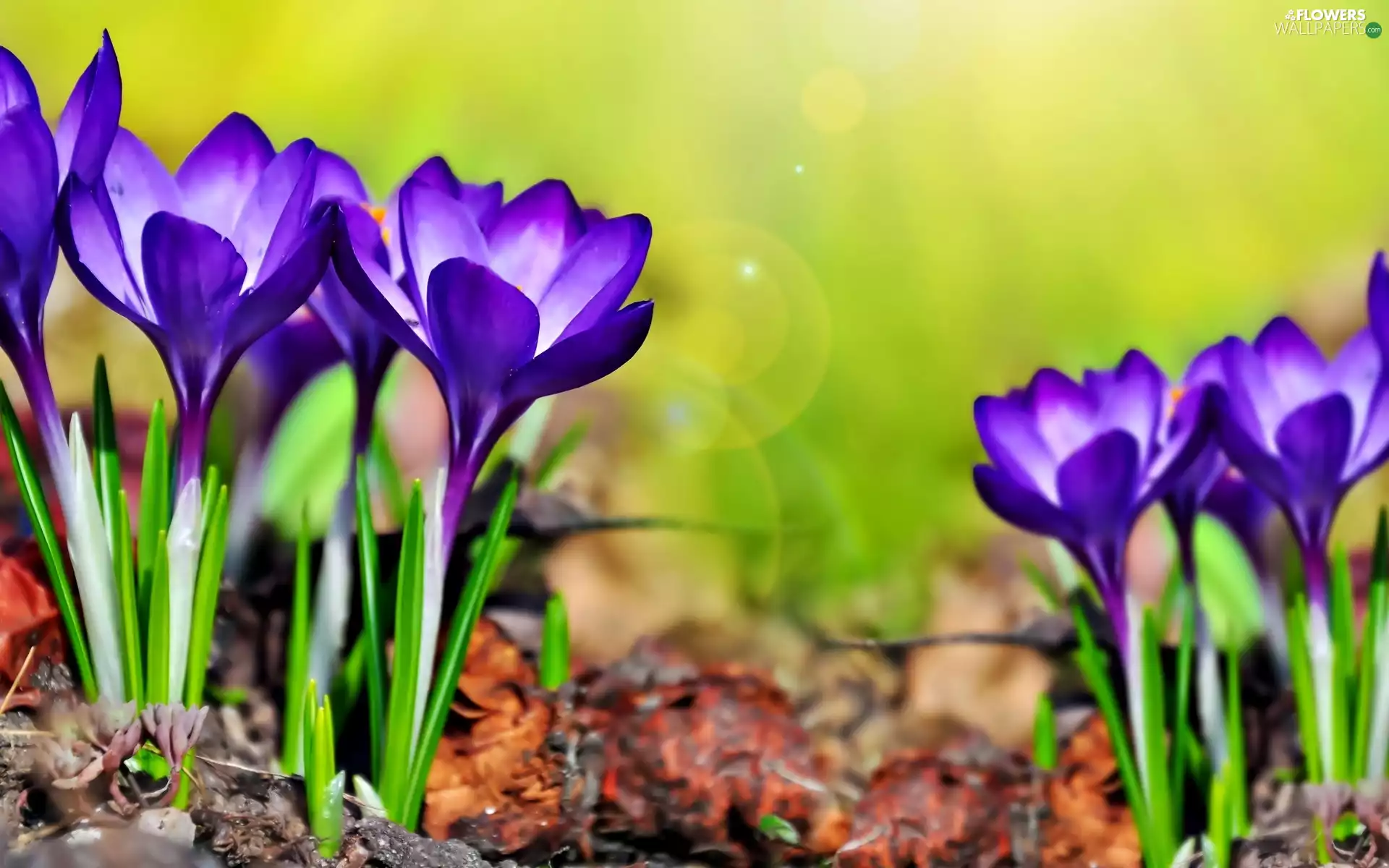 crocuses, Flowers, purple