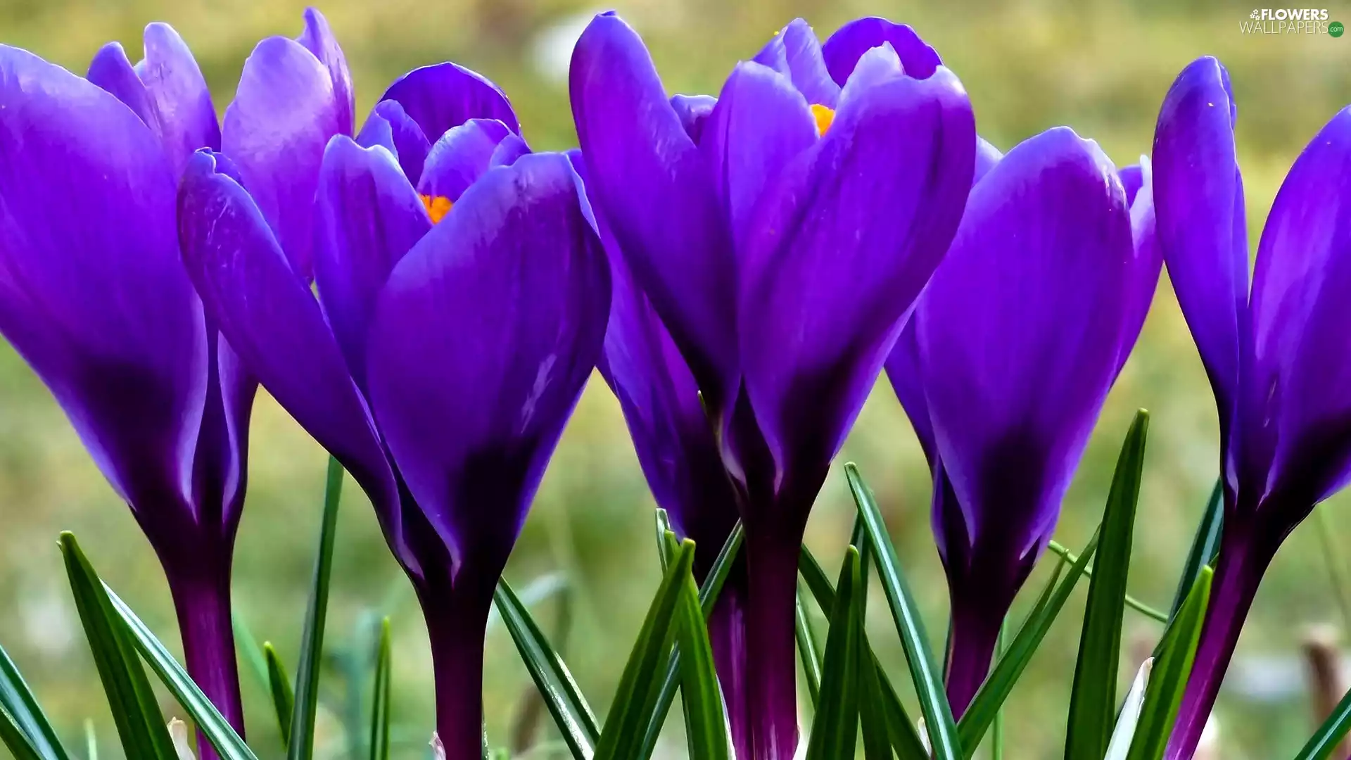 crocuses, Flowers, purple