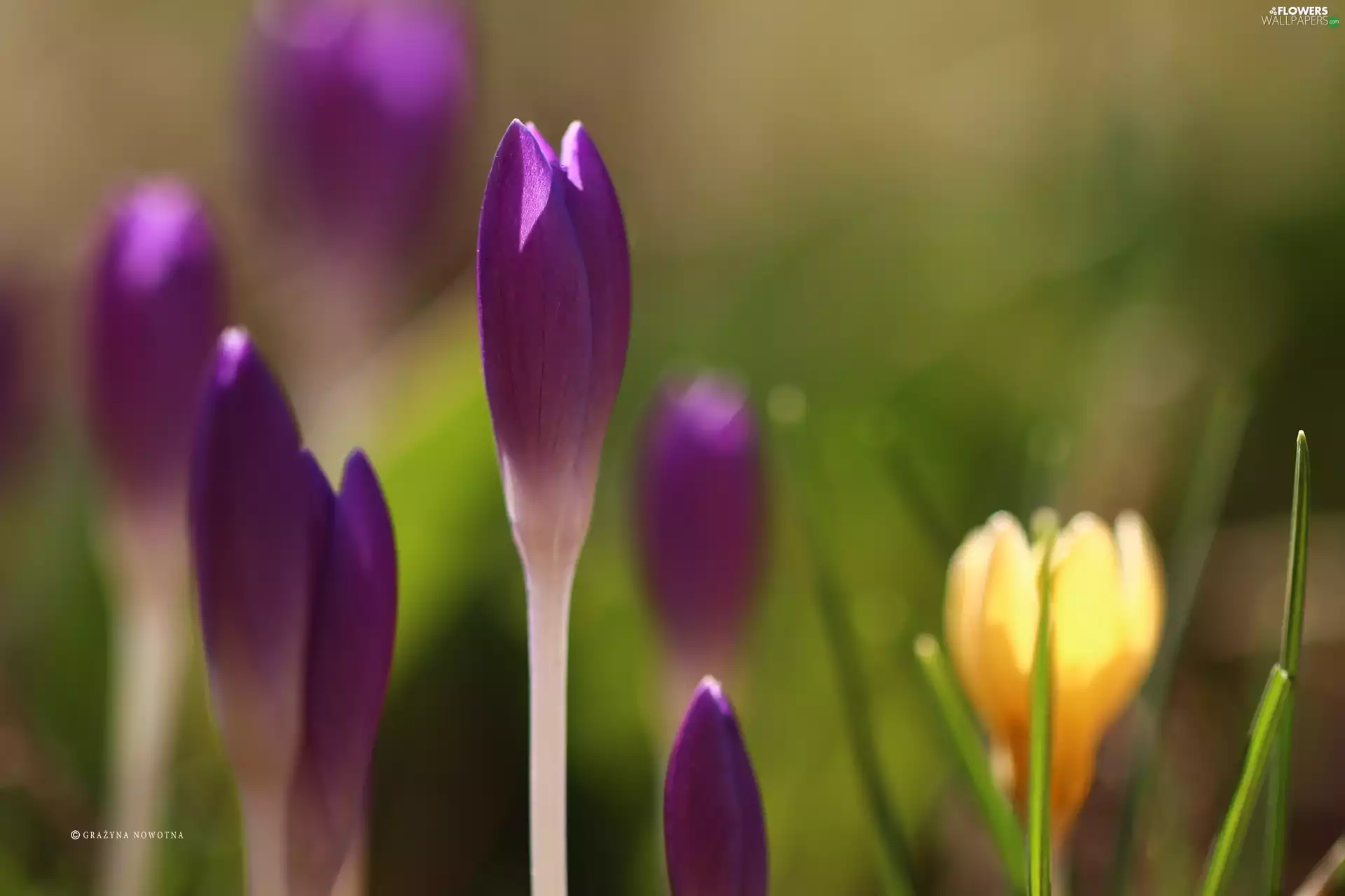 purple, Buds, Flowers, crocuses