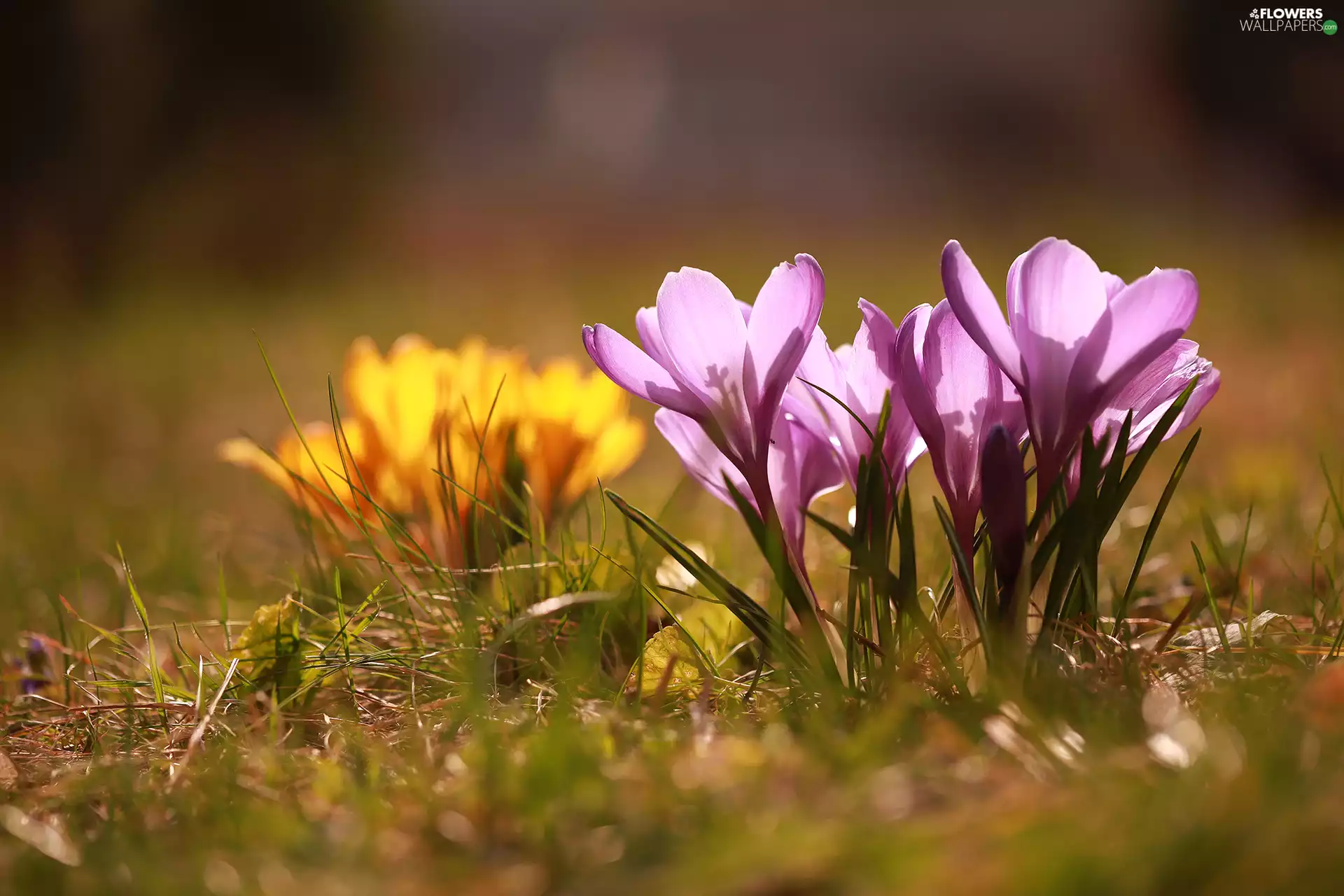 purple, illuminated, Flowers, crocuses
