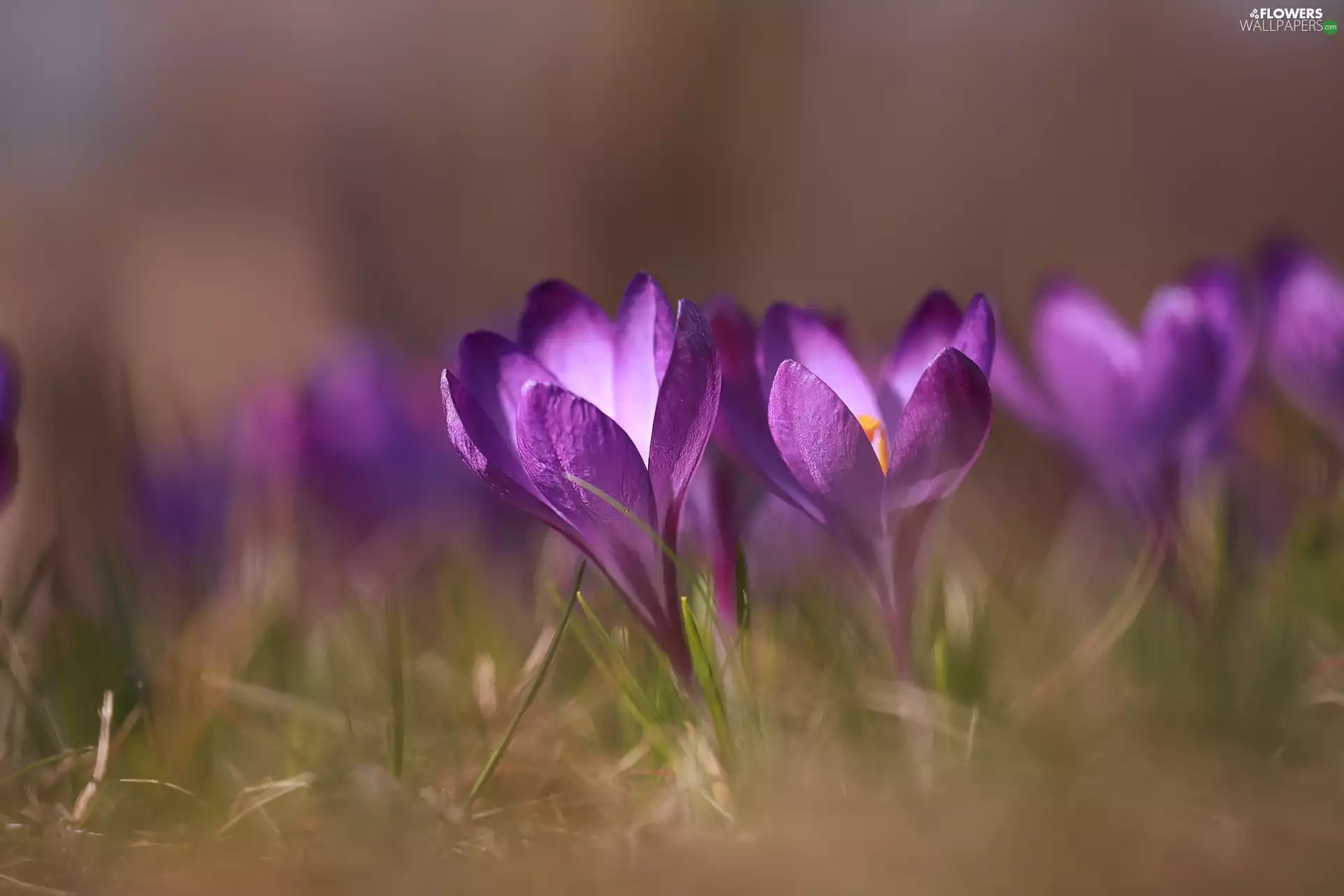 purple, rapprochement, Flowers, crocuses