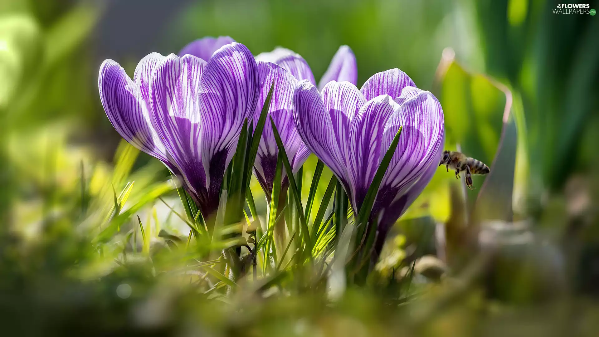 purple, bee, grass, crocuses