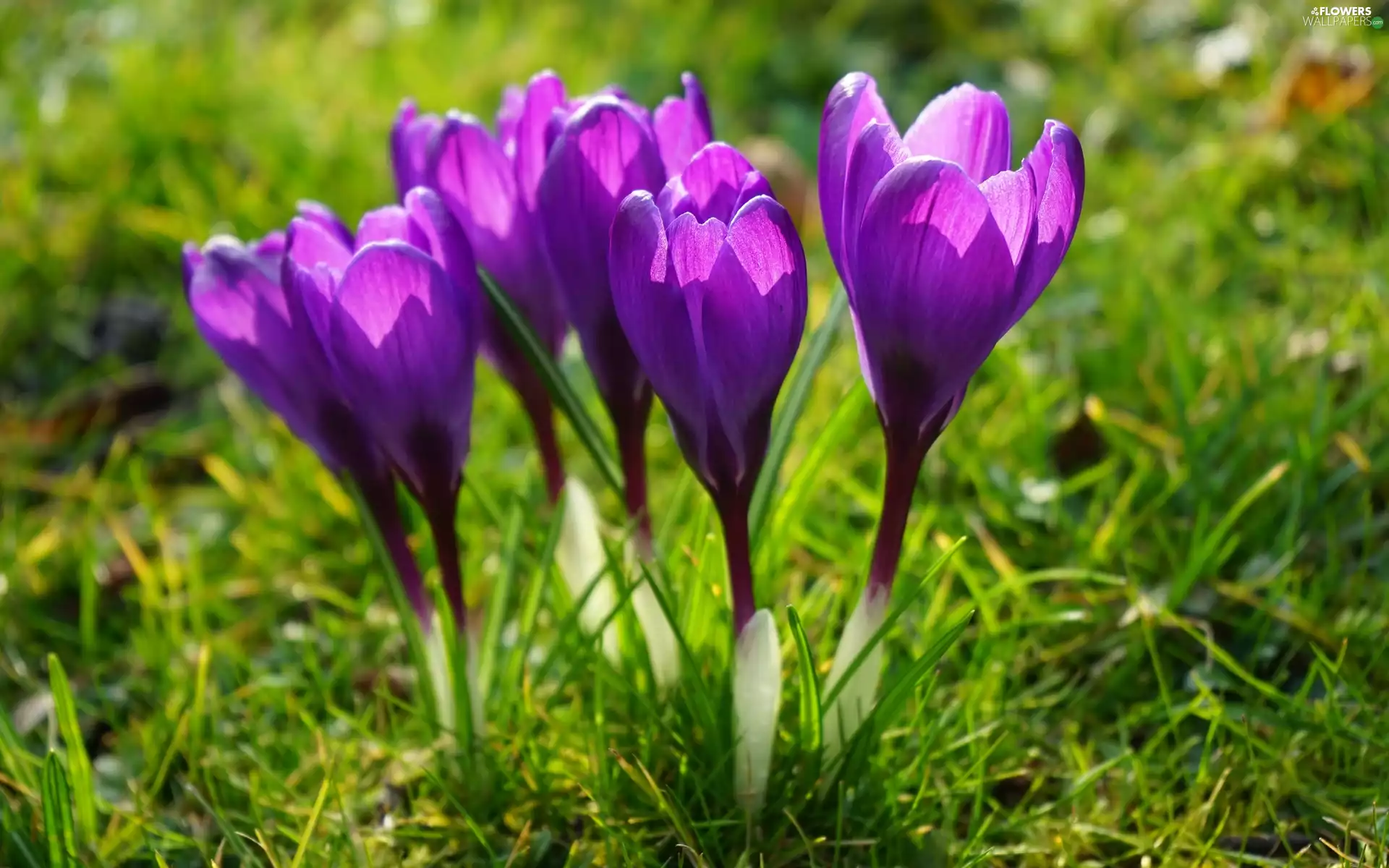 purple, cluster, grass, crocuses