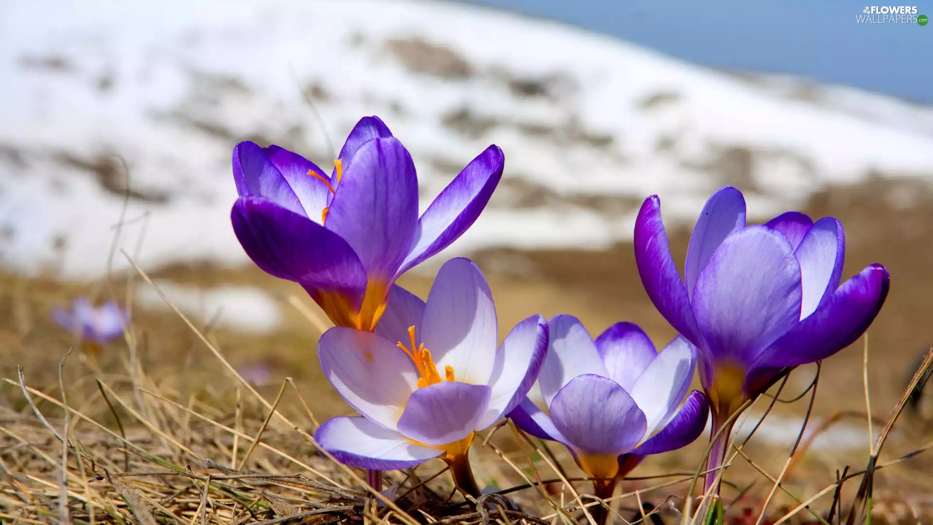 purple, dry, grass, crocuses