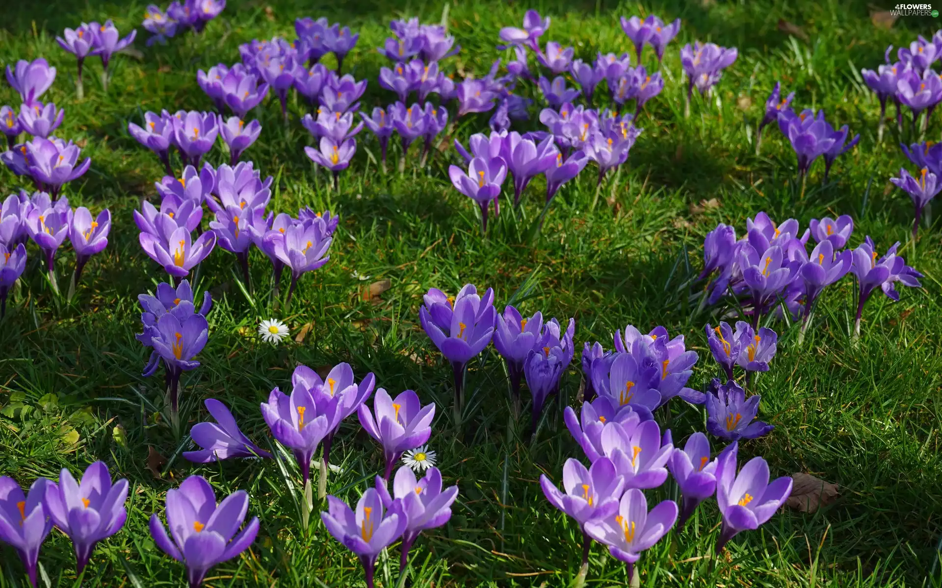 purple, Green, grass, crocuses