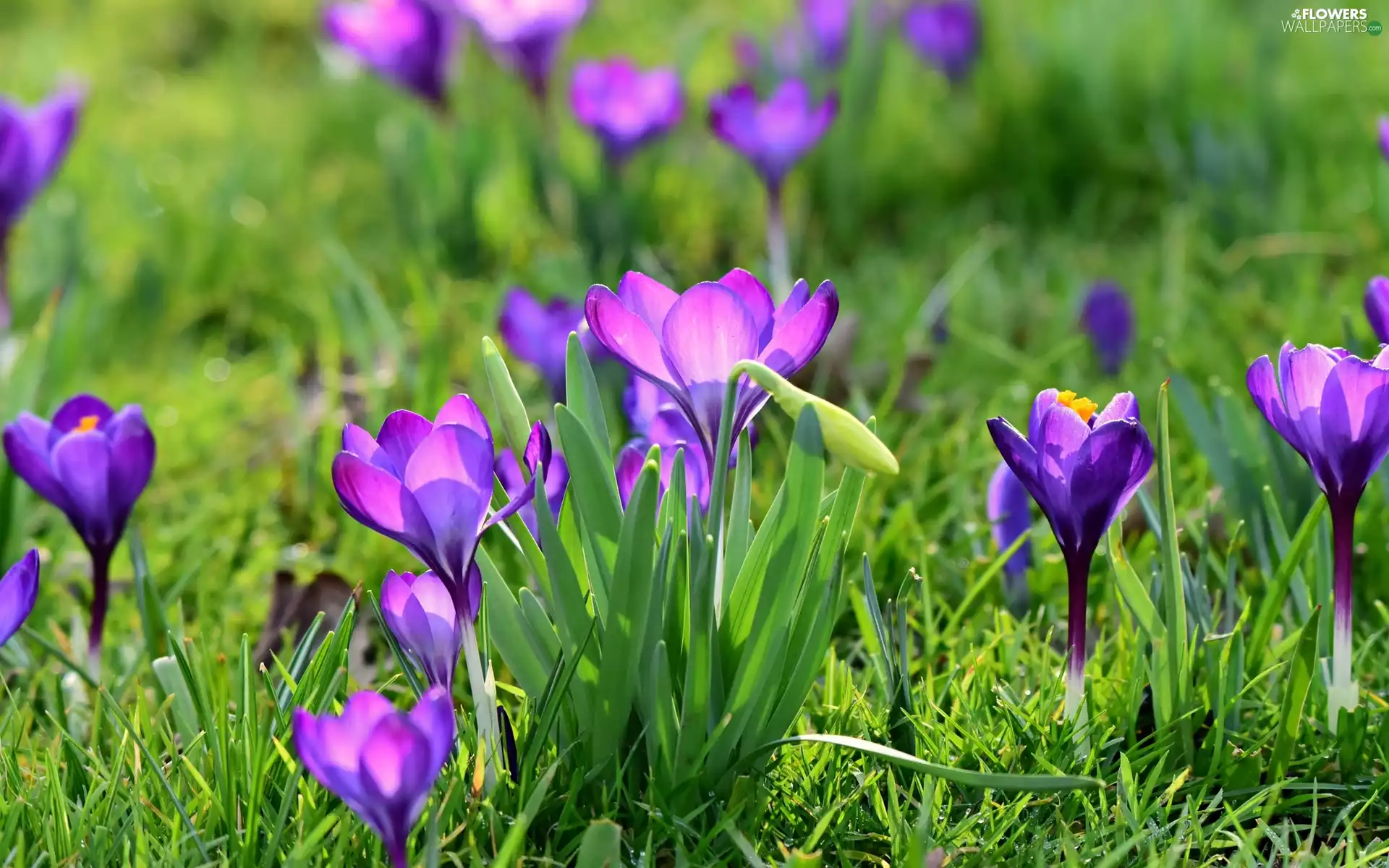 purple, Meadow, grass, crocuses