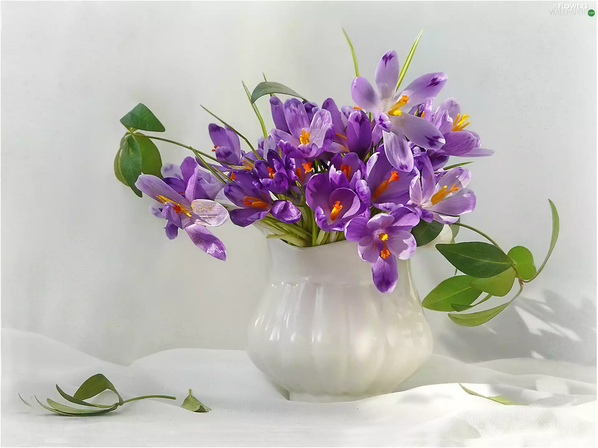 crocuses, jug, purple