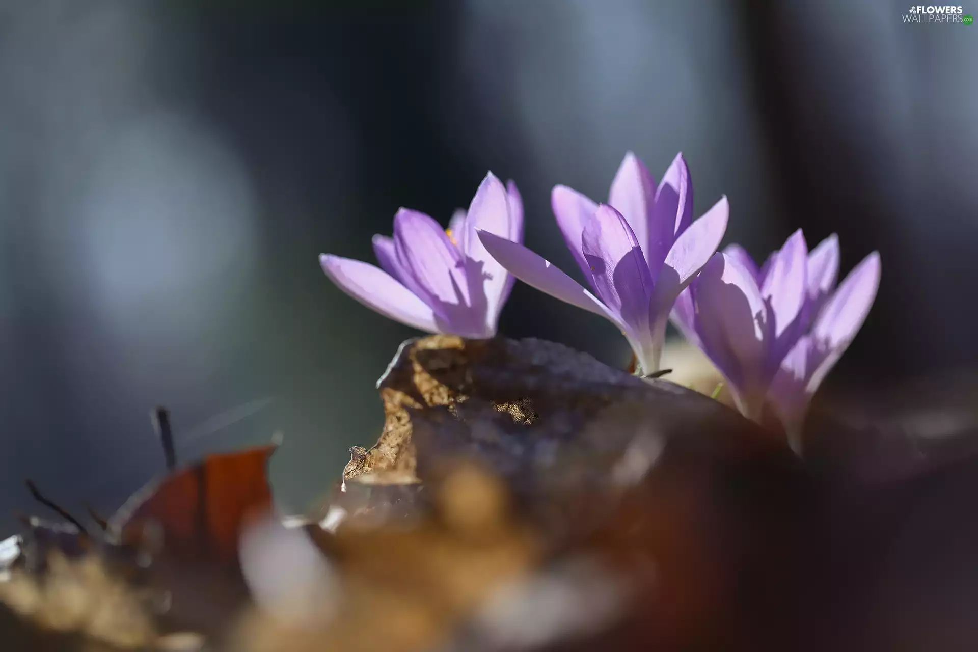 purple, Flowers, Leaf, crocuses