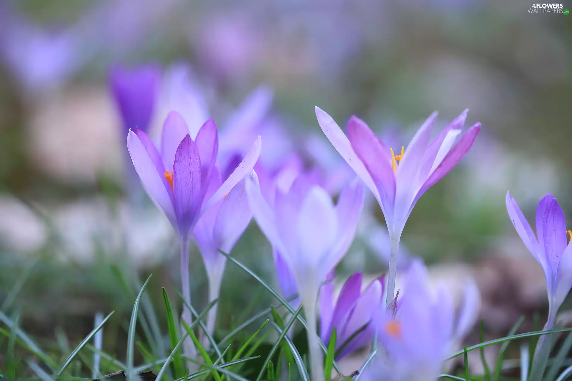 crocuses, Light Purple