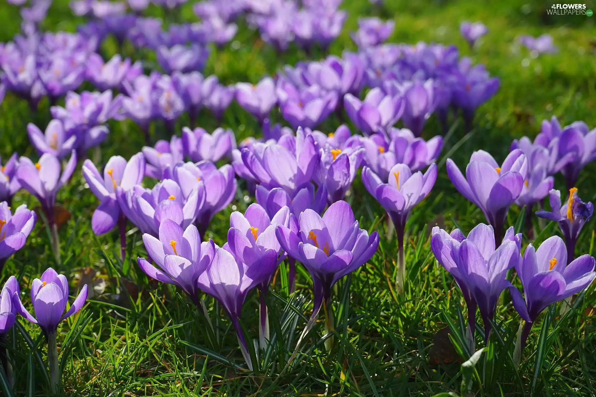 purple, grass, Meadow, crocuses