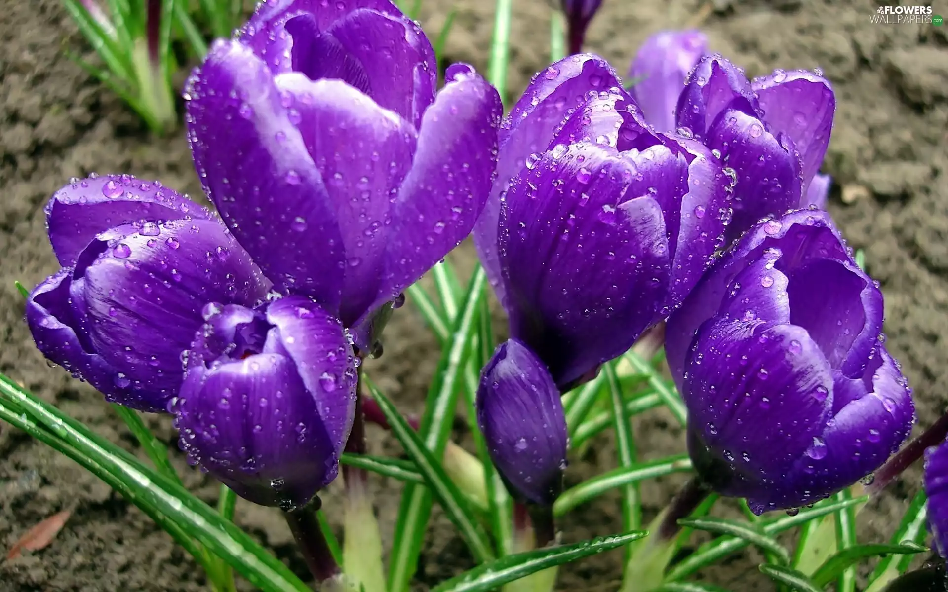 purple, drops, rain, crocuses
