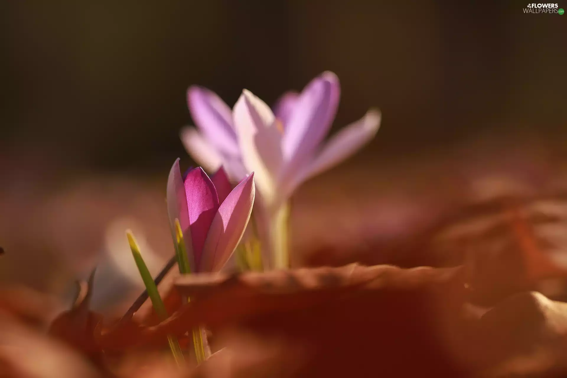 purple, Flowers, rapprochement, crocuses