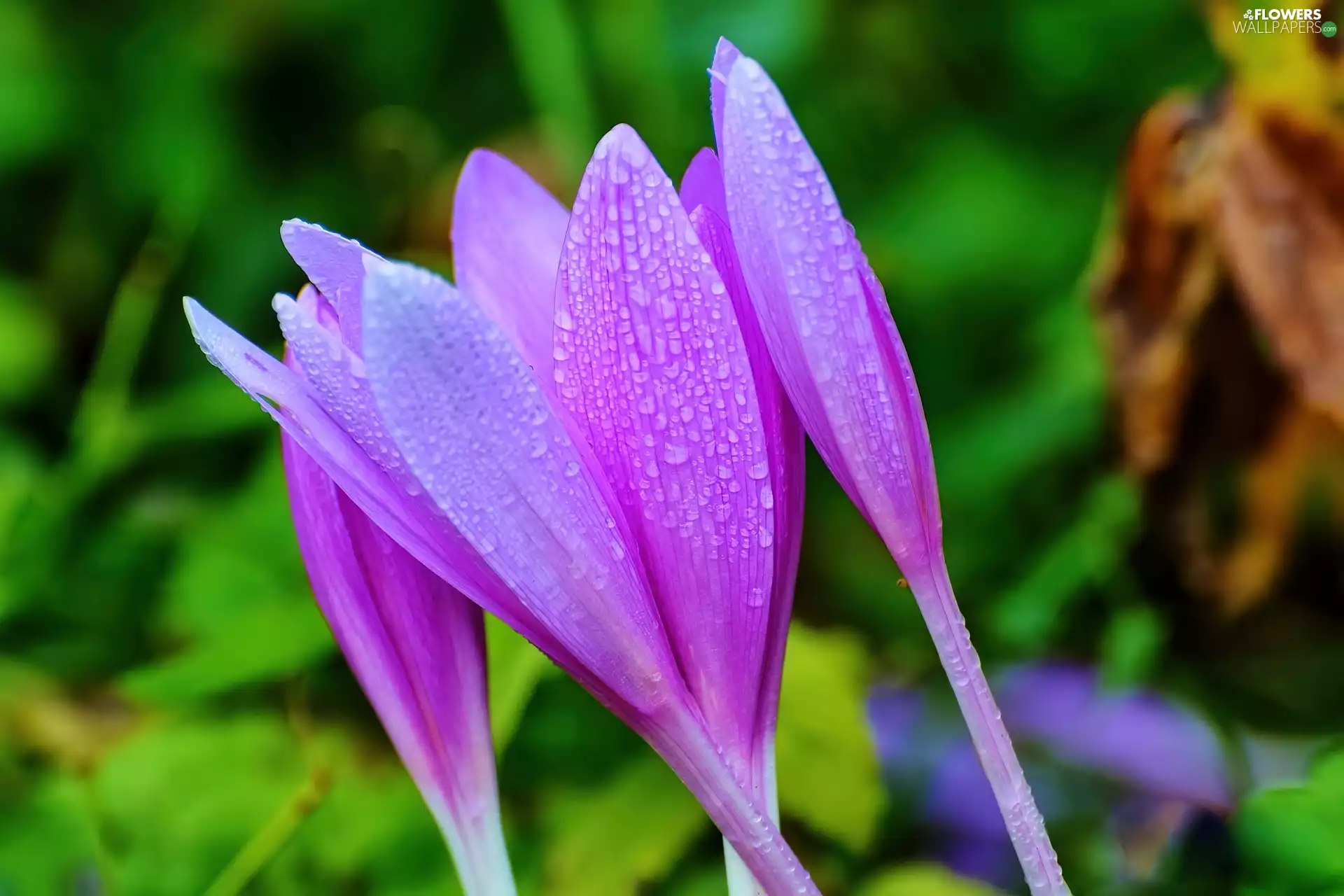 purple, drops, Rosy, crocuses