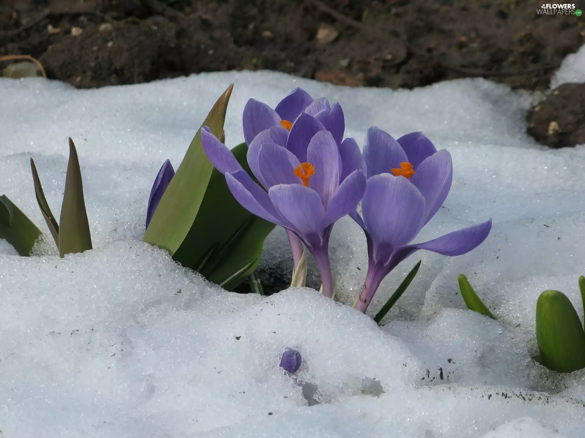purple, Leaf, snow, crocuses