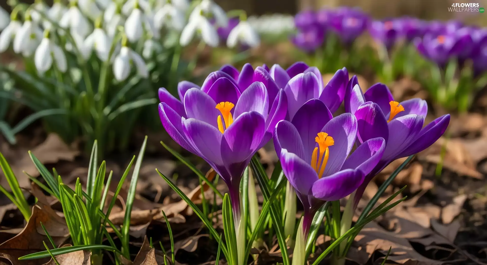 purple, White, snowdrops, crocuses