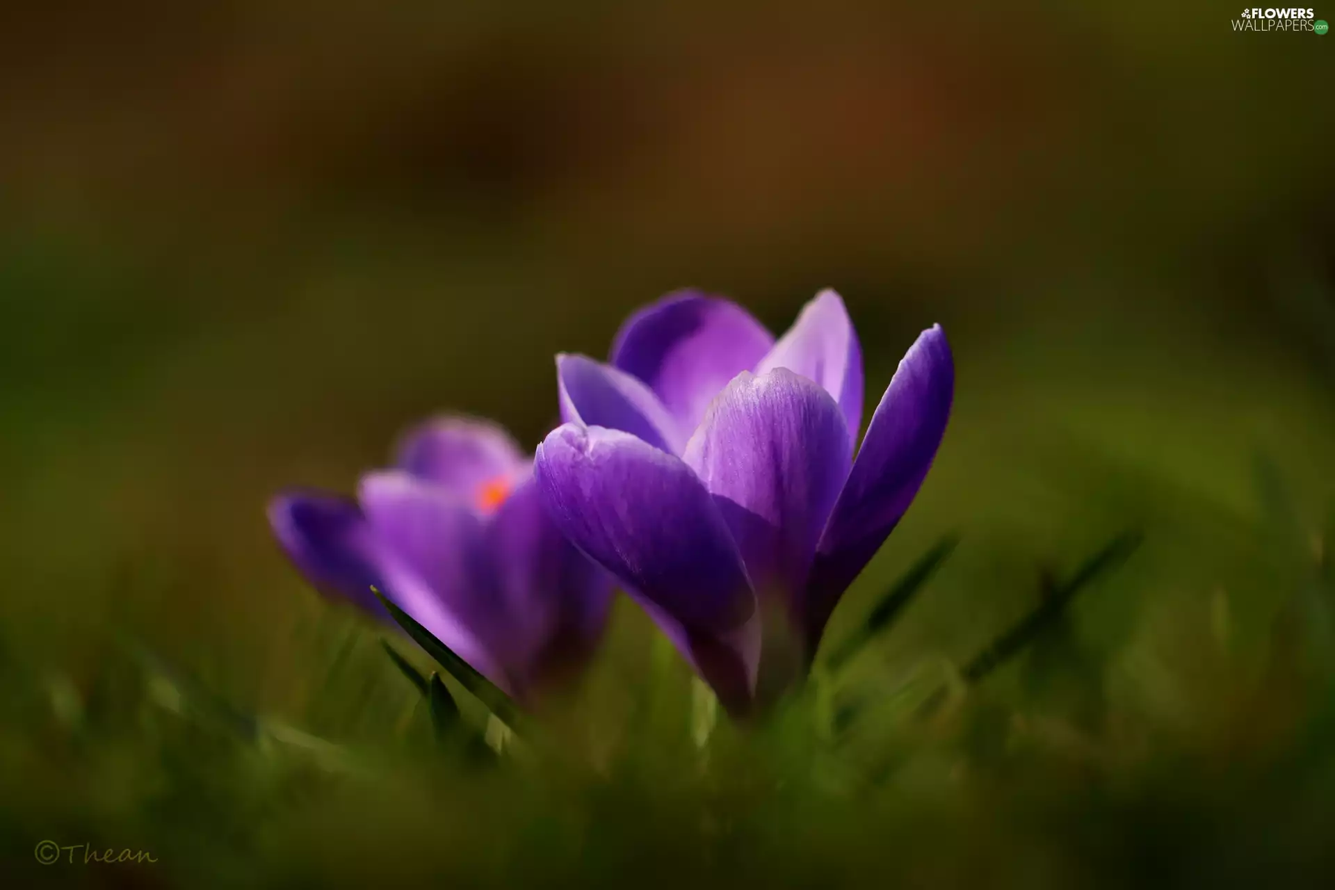 purple, Flowers, Spring, crocuses
