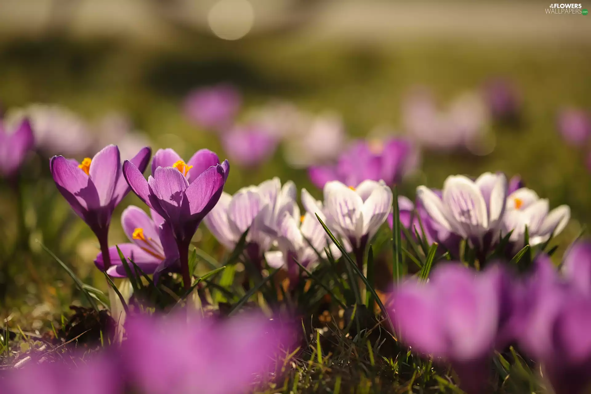 purple, Flowers, Tufts, crocuses