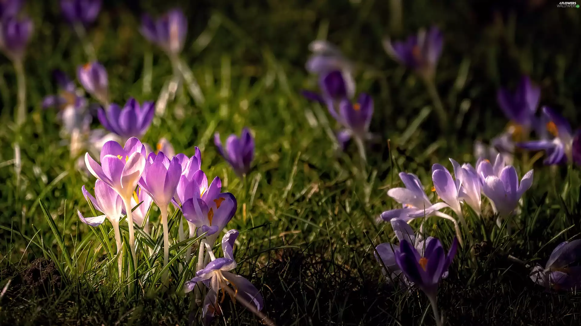 crocuses, Tufts, purple