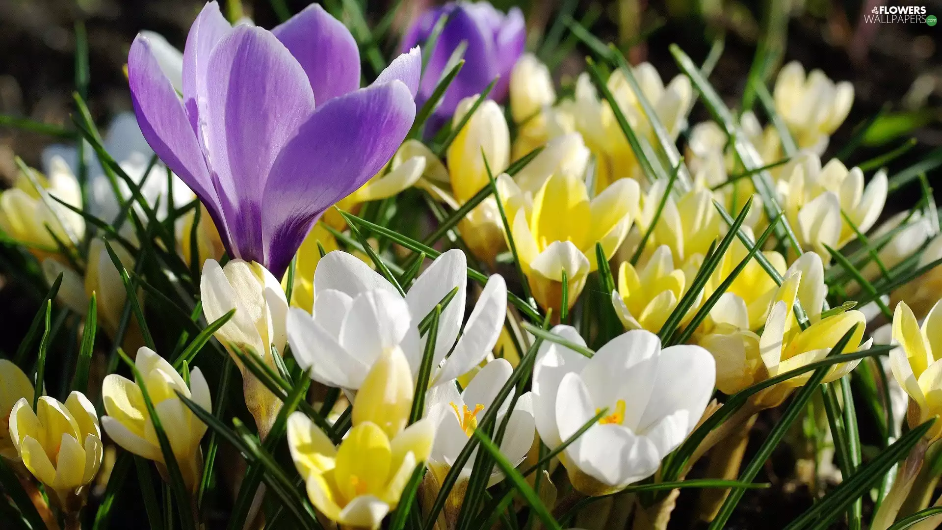 crocuses, White, purple