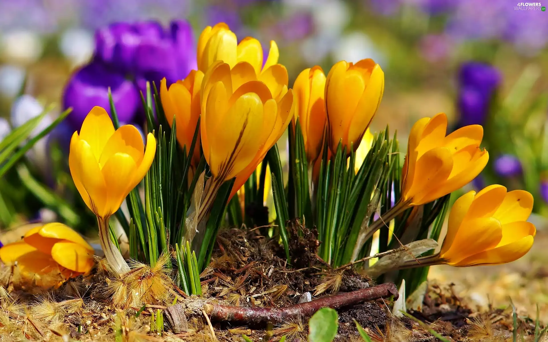 crocuses, Yellow, purple