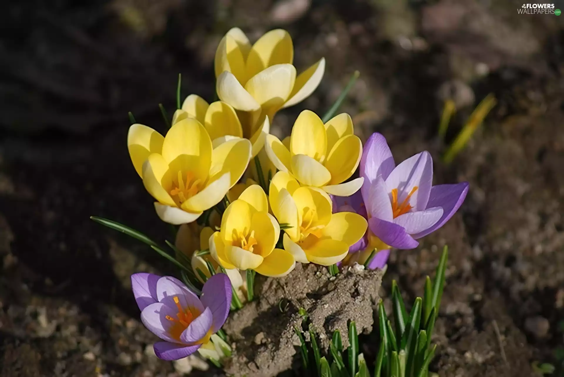 crocuses, Yellow, purple
