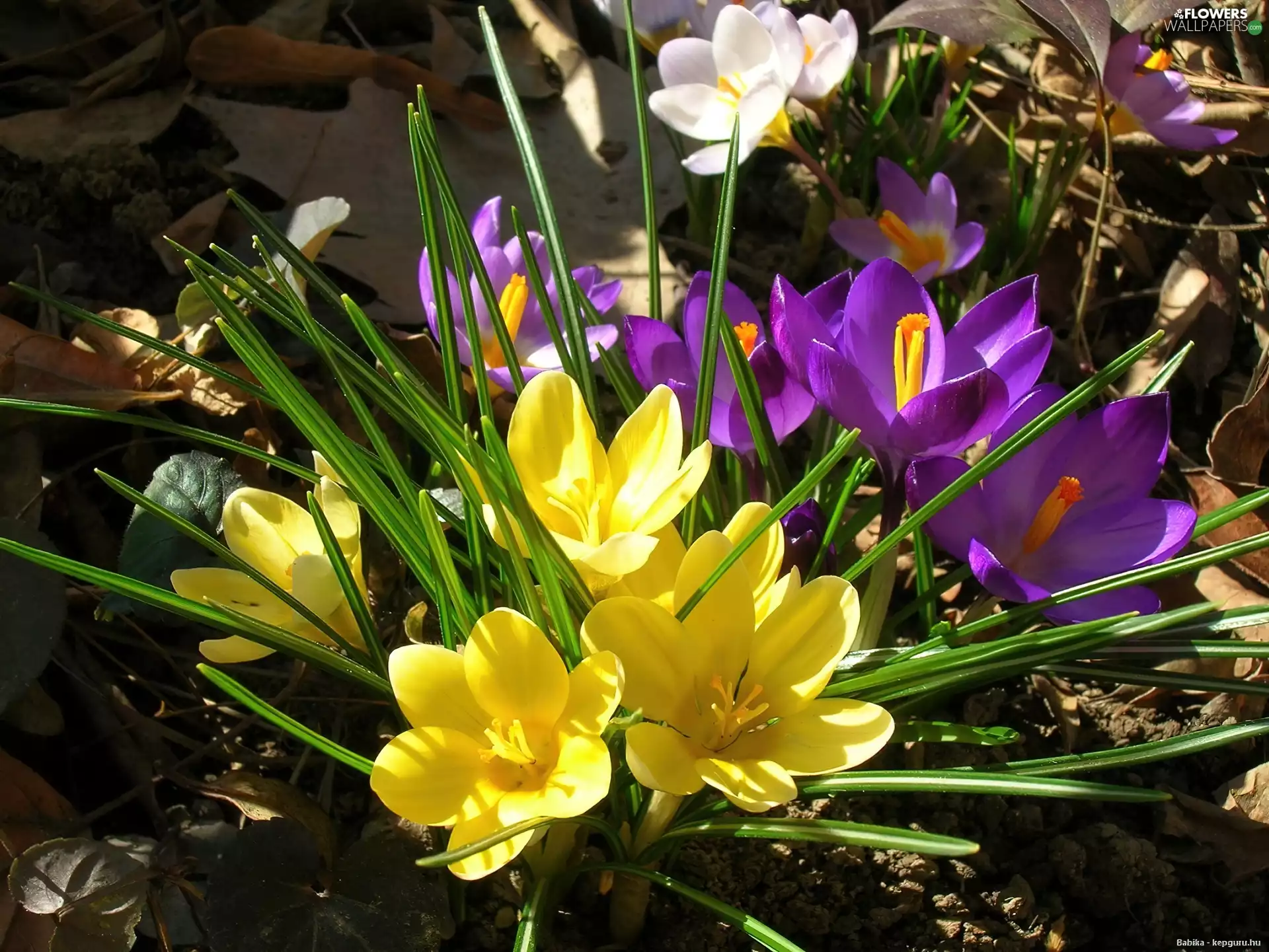 crocuses, Yellow, purple