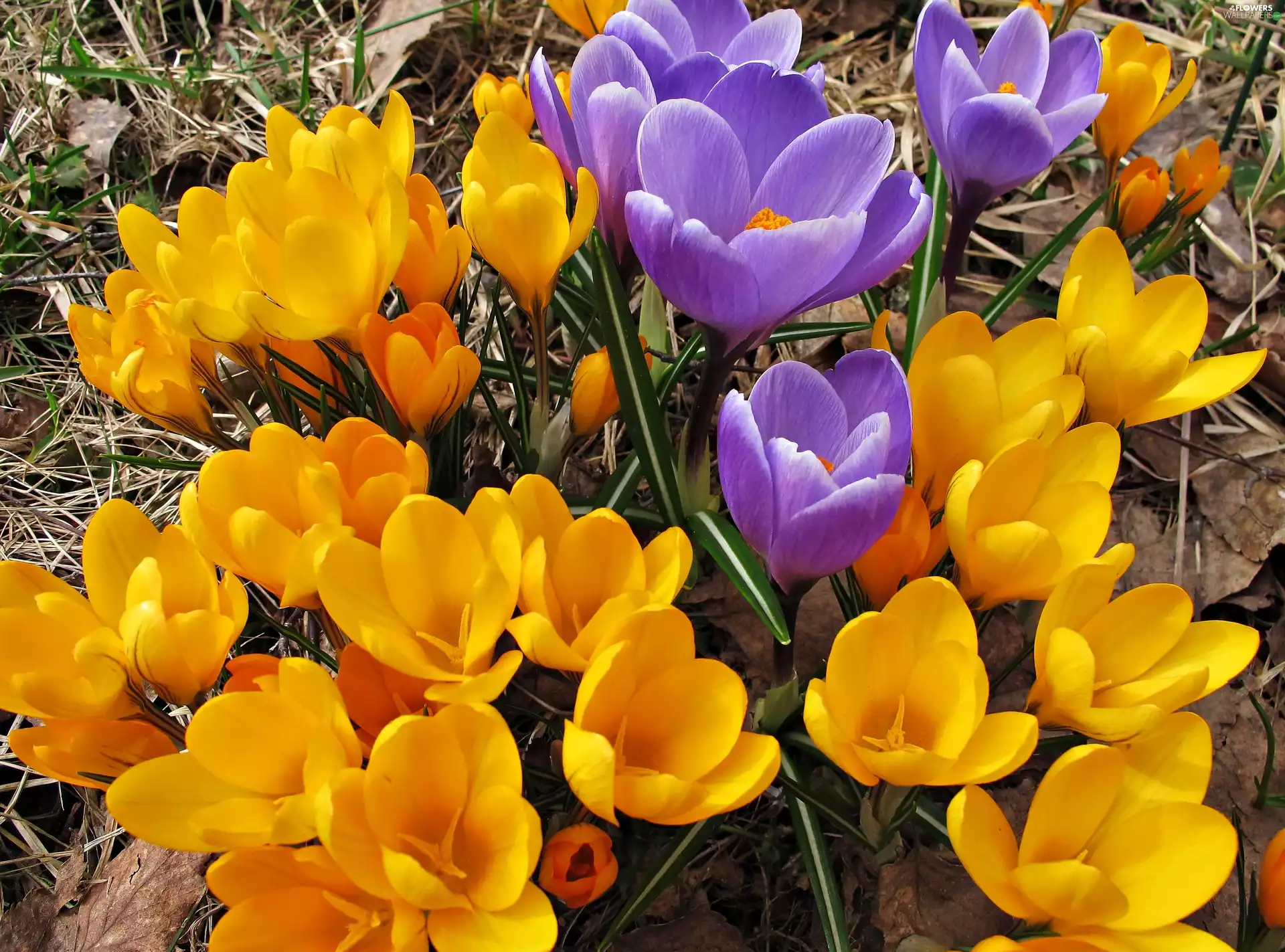 crocuses, Yellow, purple