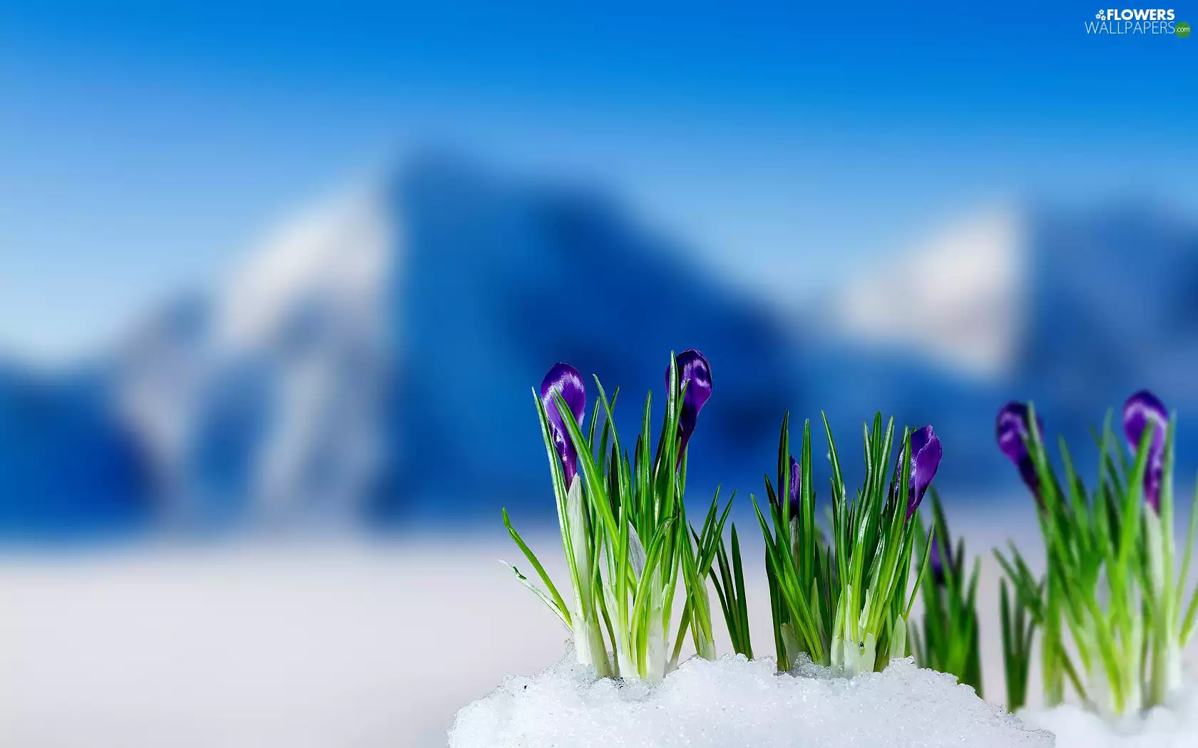 crocuses, snow