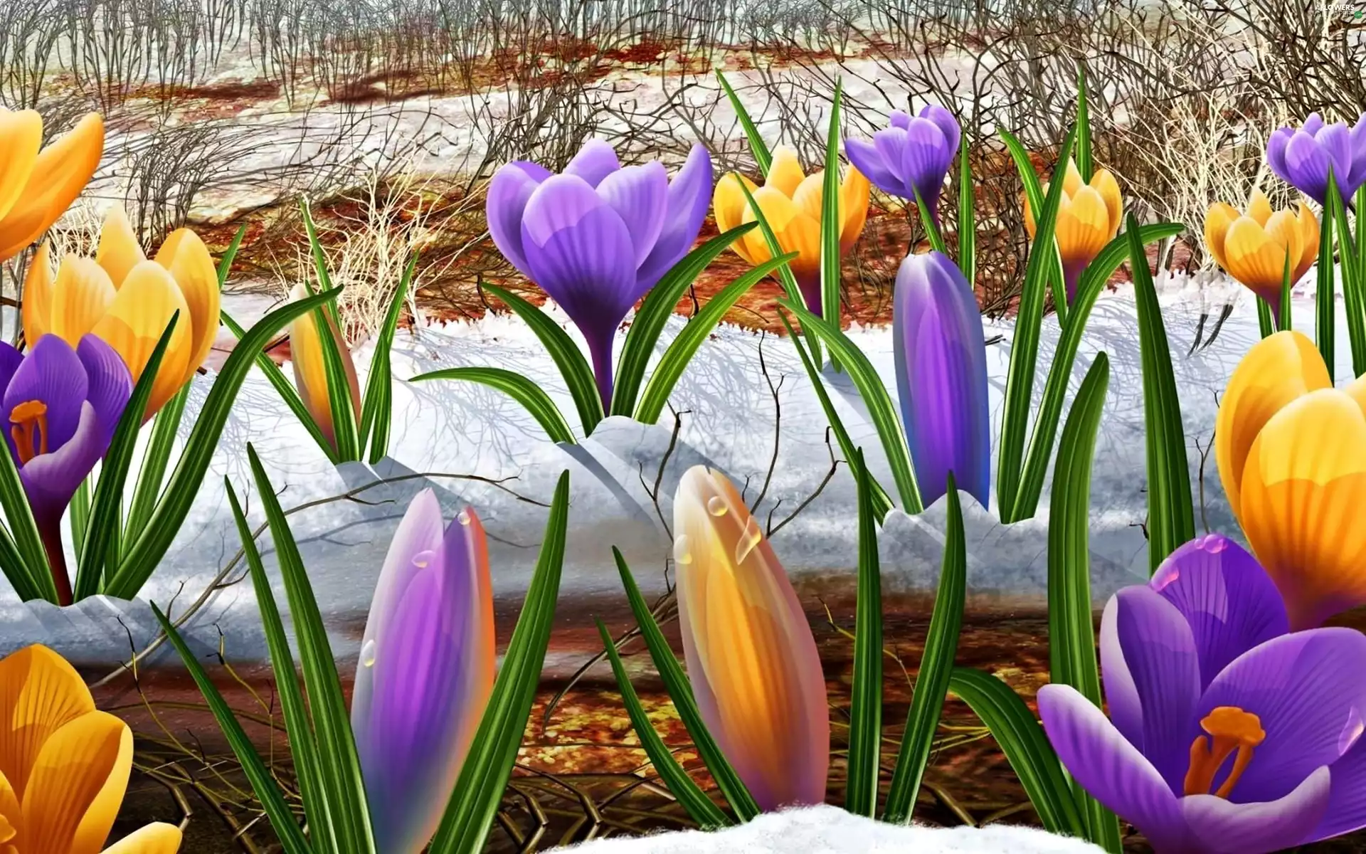 crocuses, snow
