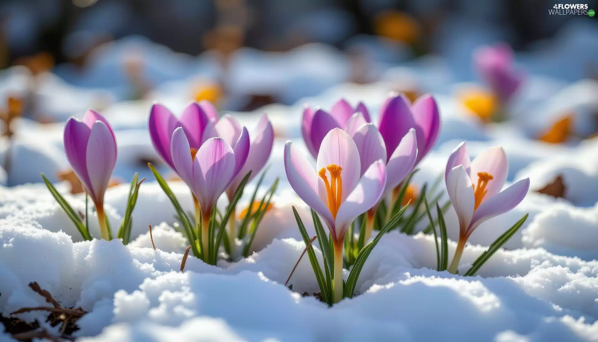 snow, Light Purple, crocuses